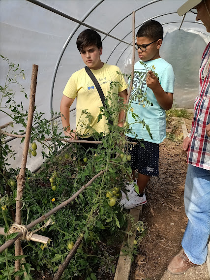 Boa produção de tomate.