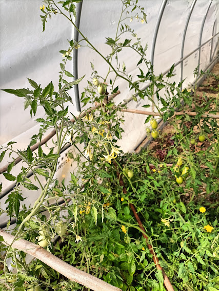 Tomateiro na estufa em flor e em frutificação