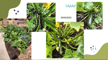 Monitorização das courgetes da horta biológica