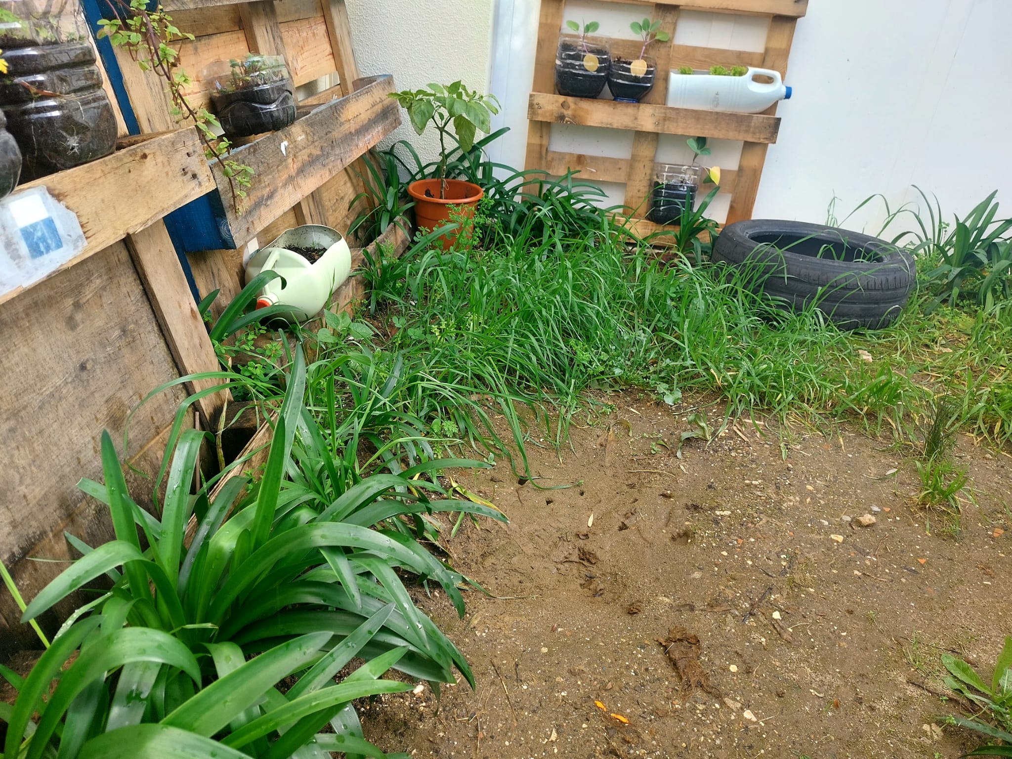 Parte menor do espaço com a experiência de horta vertical realizada no ano anterior.