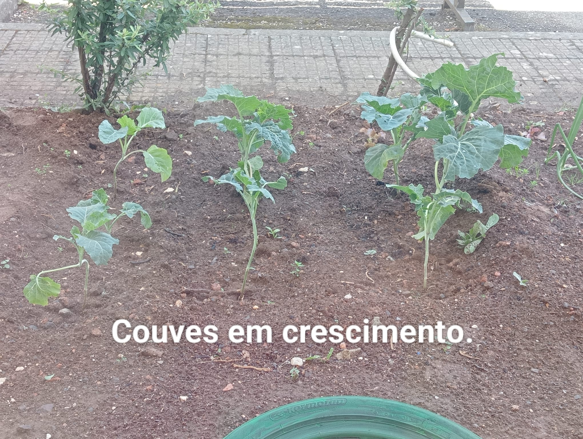 Algumas couves já a crescer.