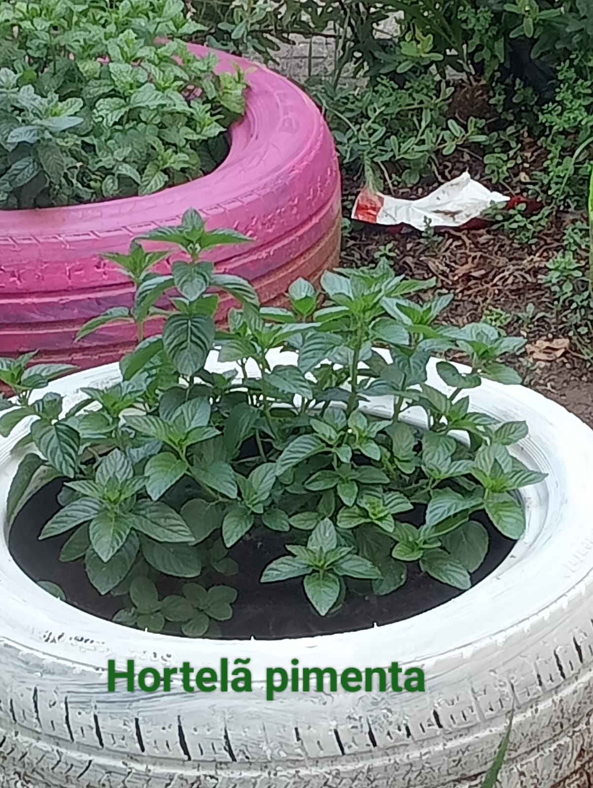 Hortelã