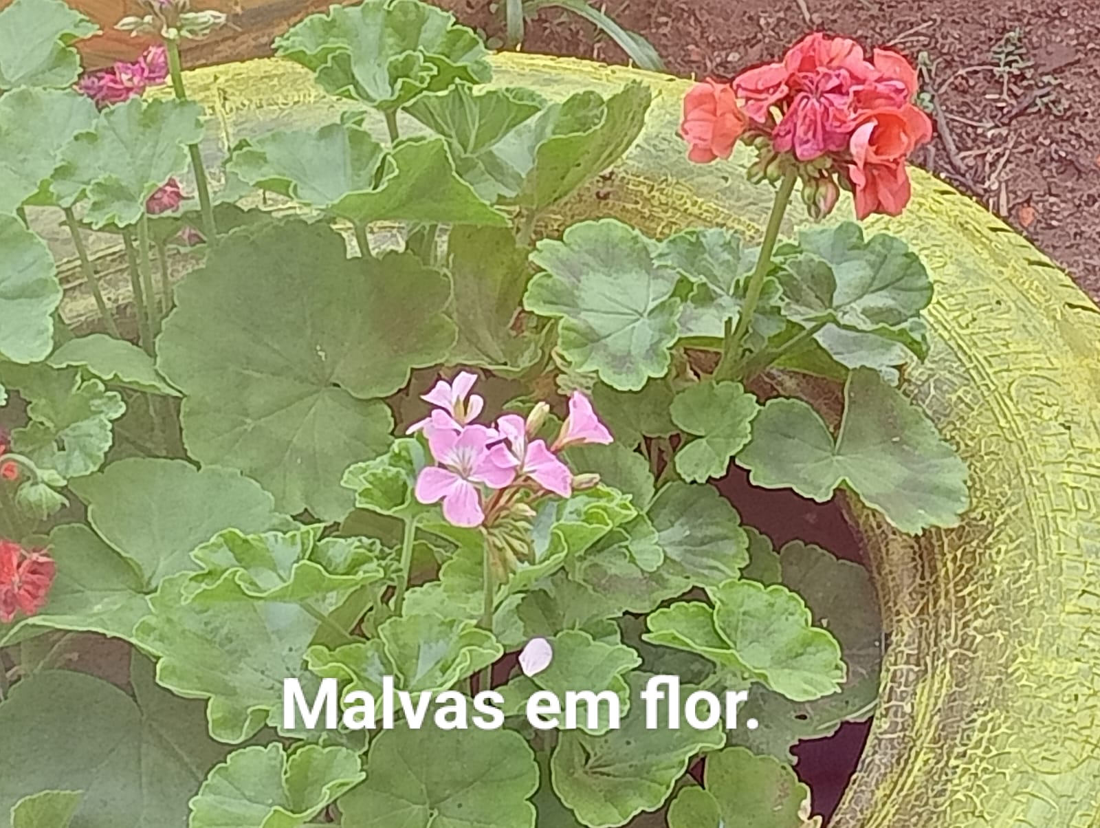Um amava da nossa horta/jardim.