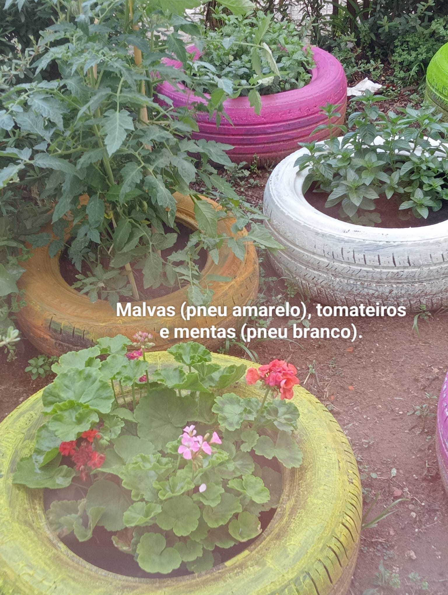 Malvas, tomateiros e menta da nossa horta.