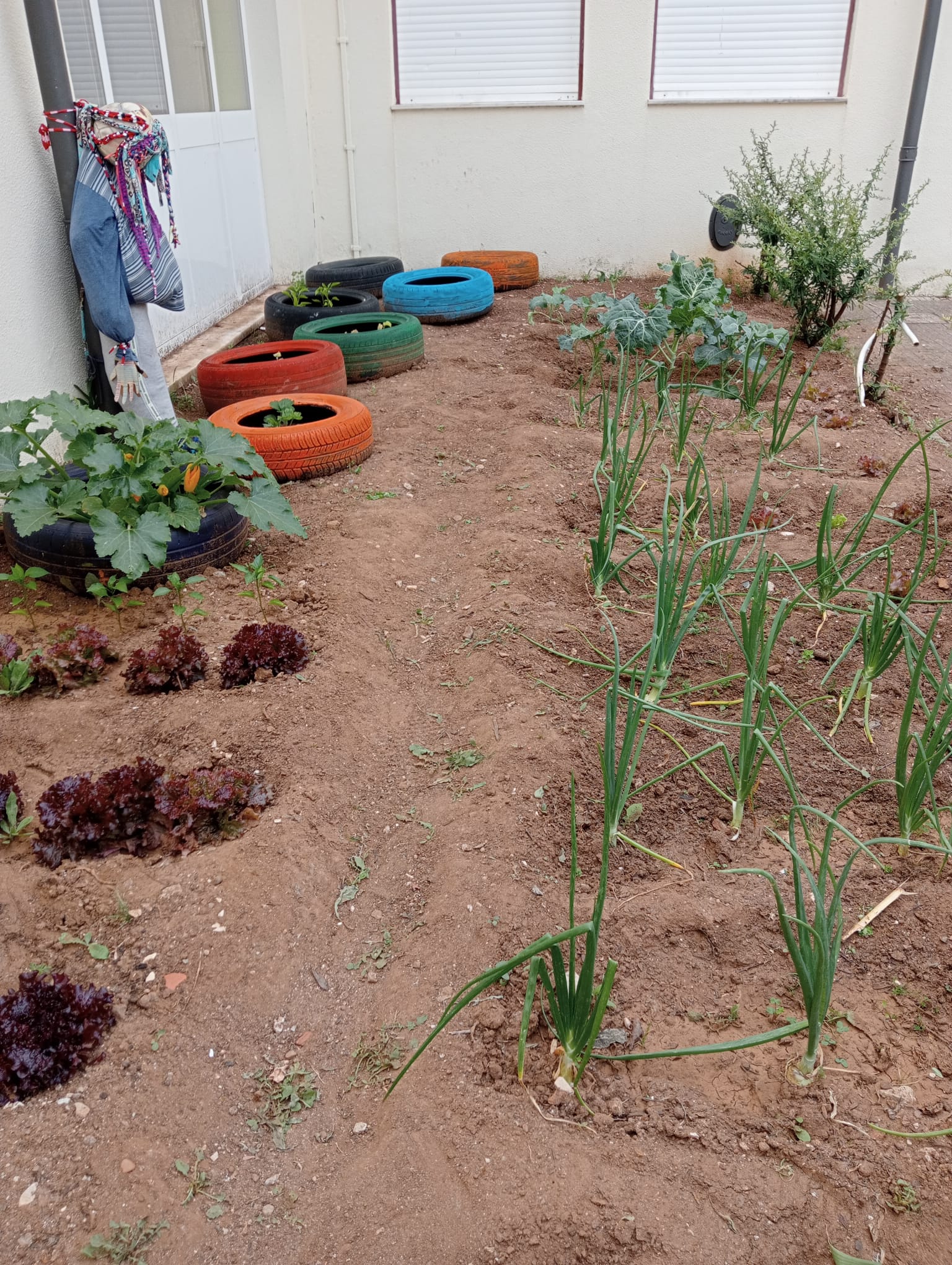 Vista geral da nossa pequena horta onde se pode observar alguns vegetais em crescimento.