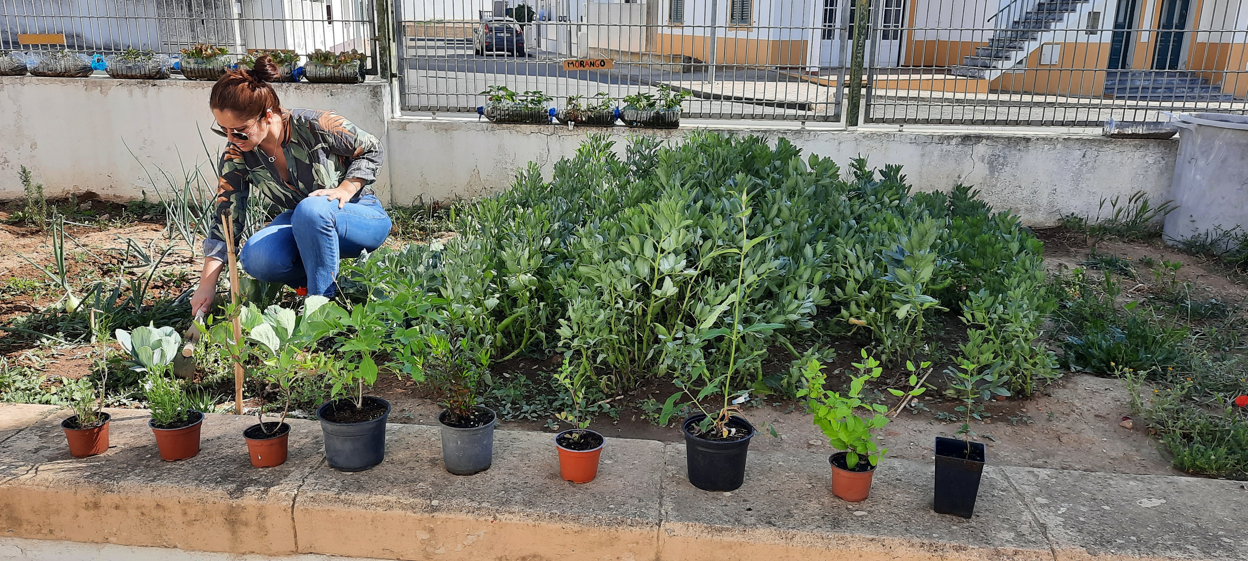 Plantação de arbustos e trepadeiras de flor _ Biodiversidade