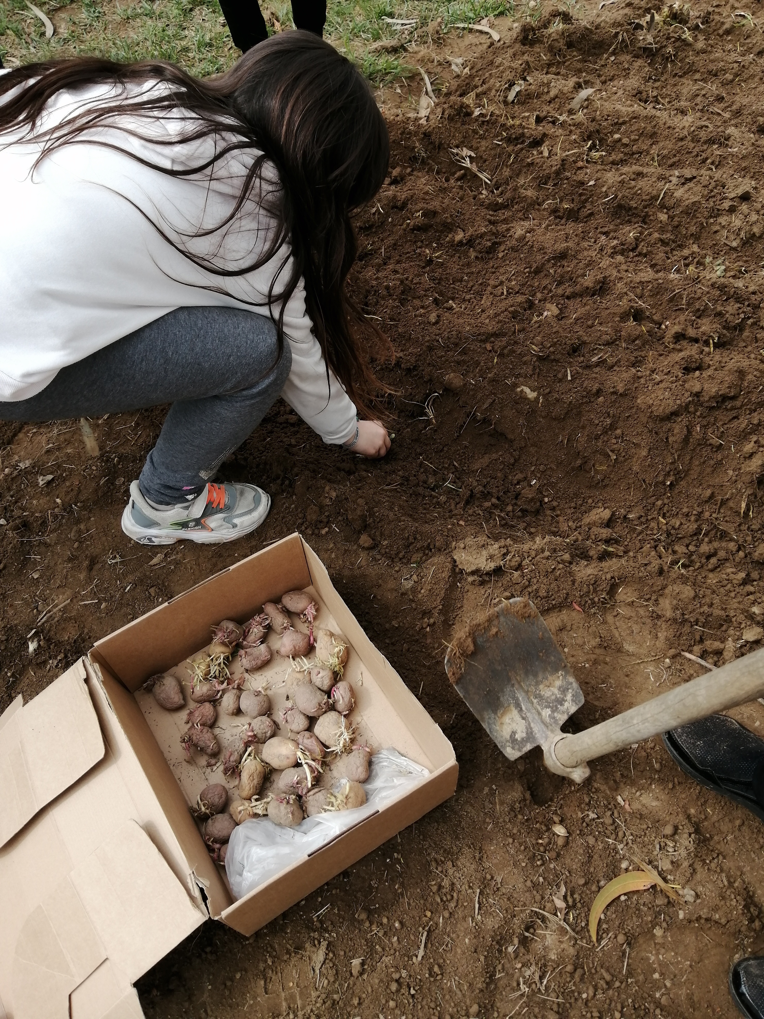 Plantação de batatas