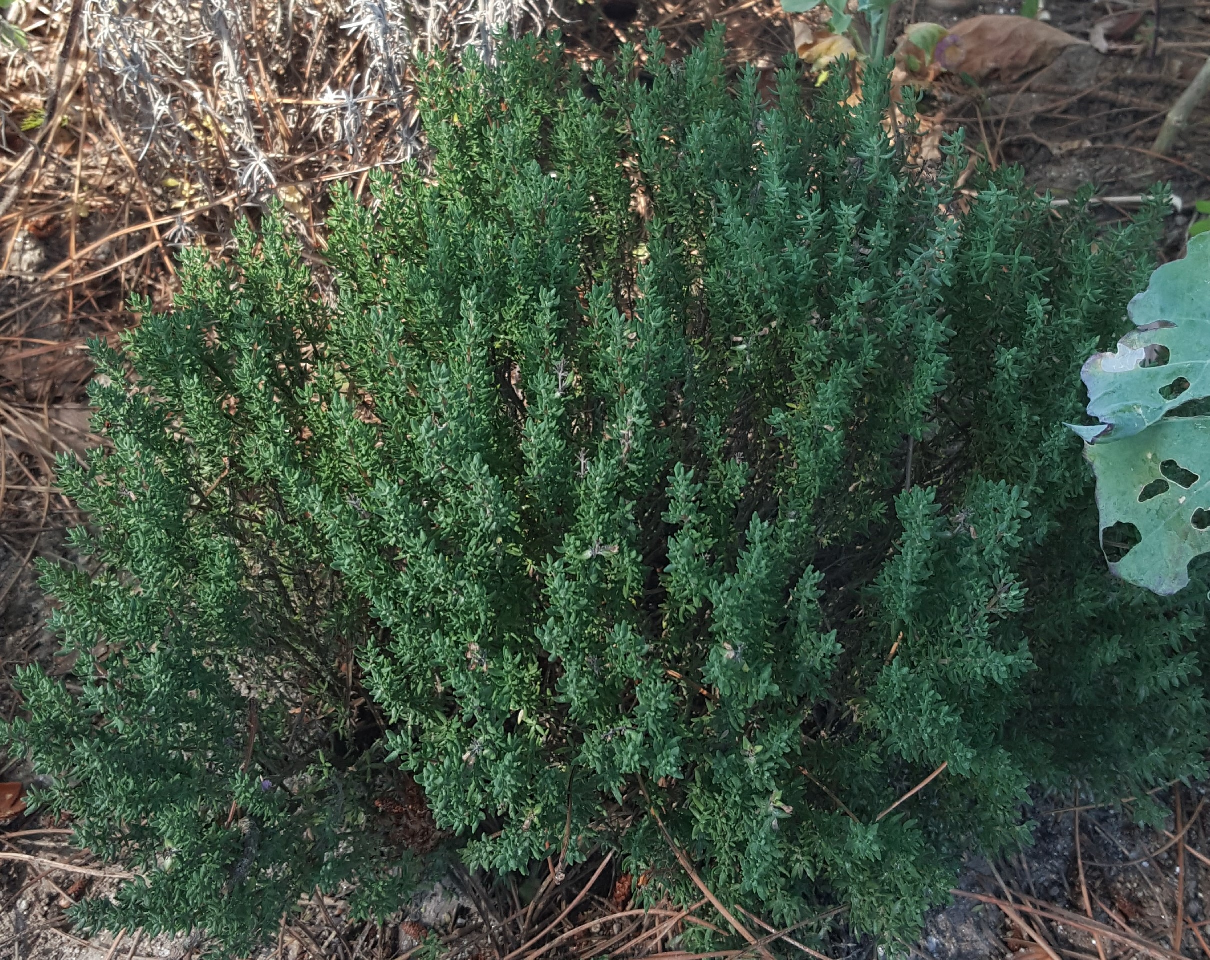 manutenção das ervas aromáticas que se encontram plantadas na horta
