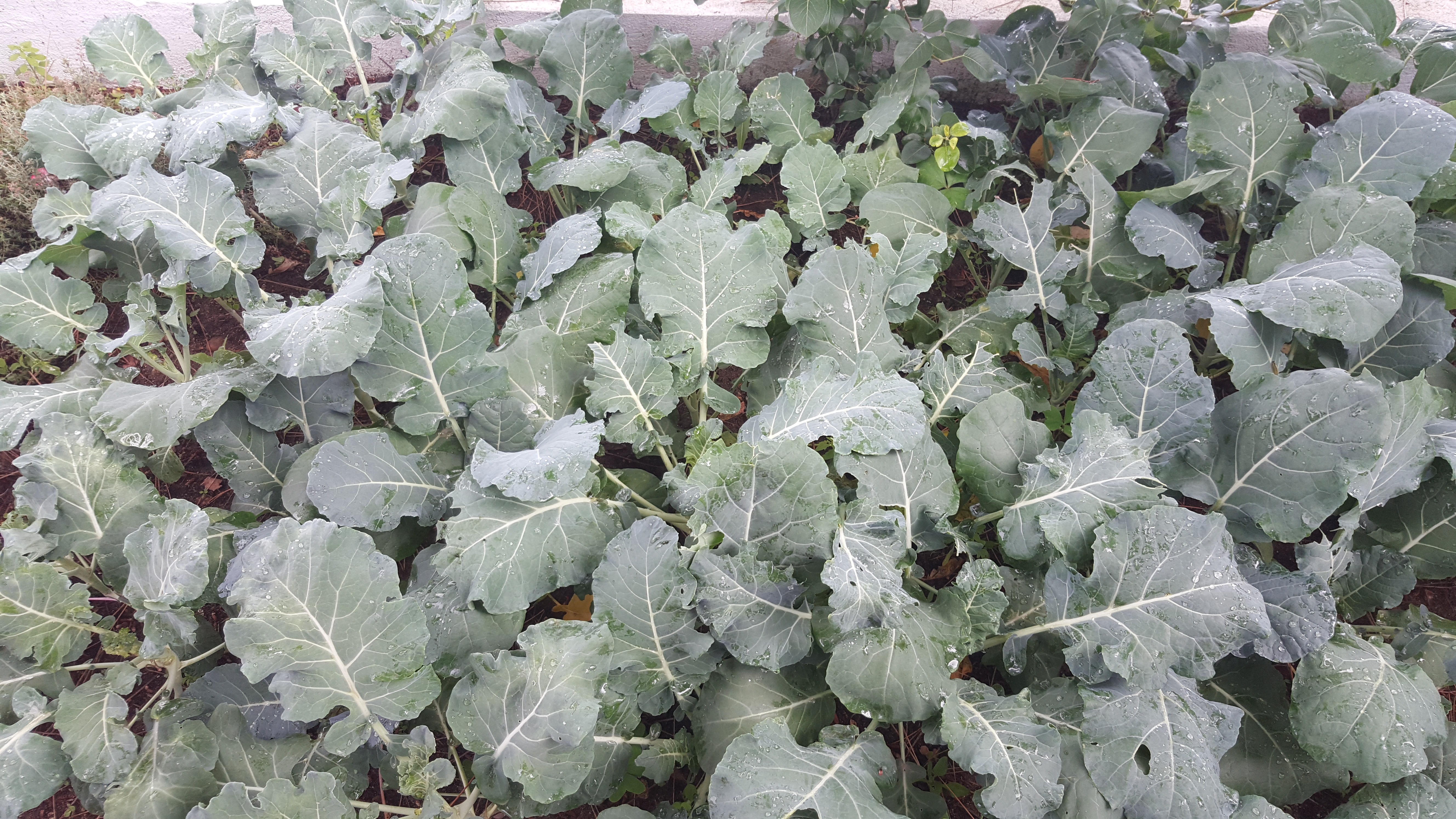 horta - brócolos