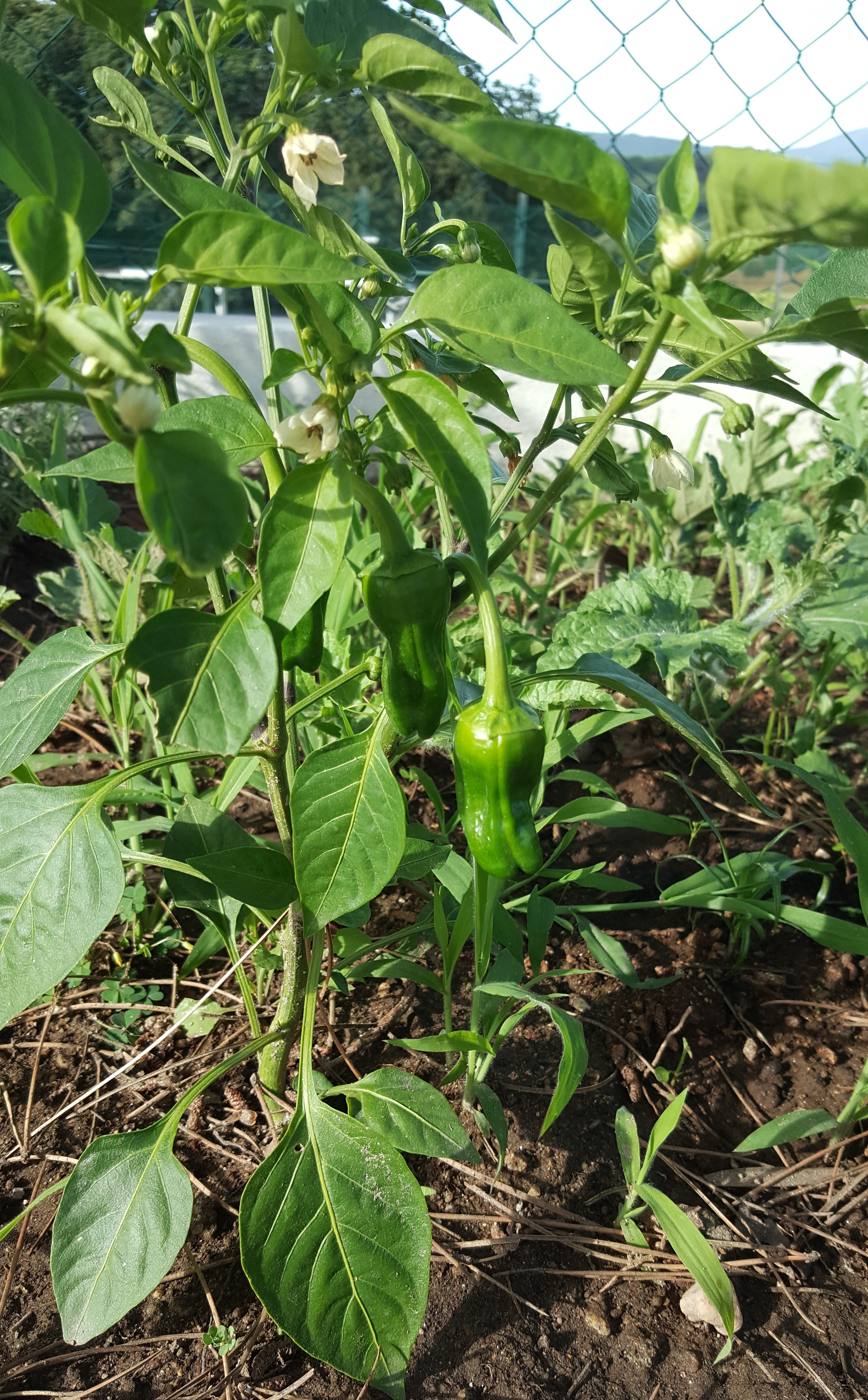 horta - pimentos padron