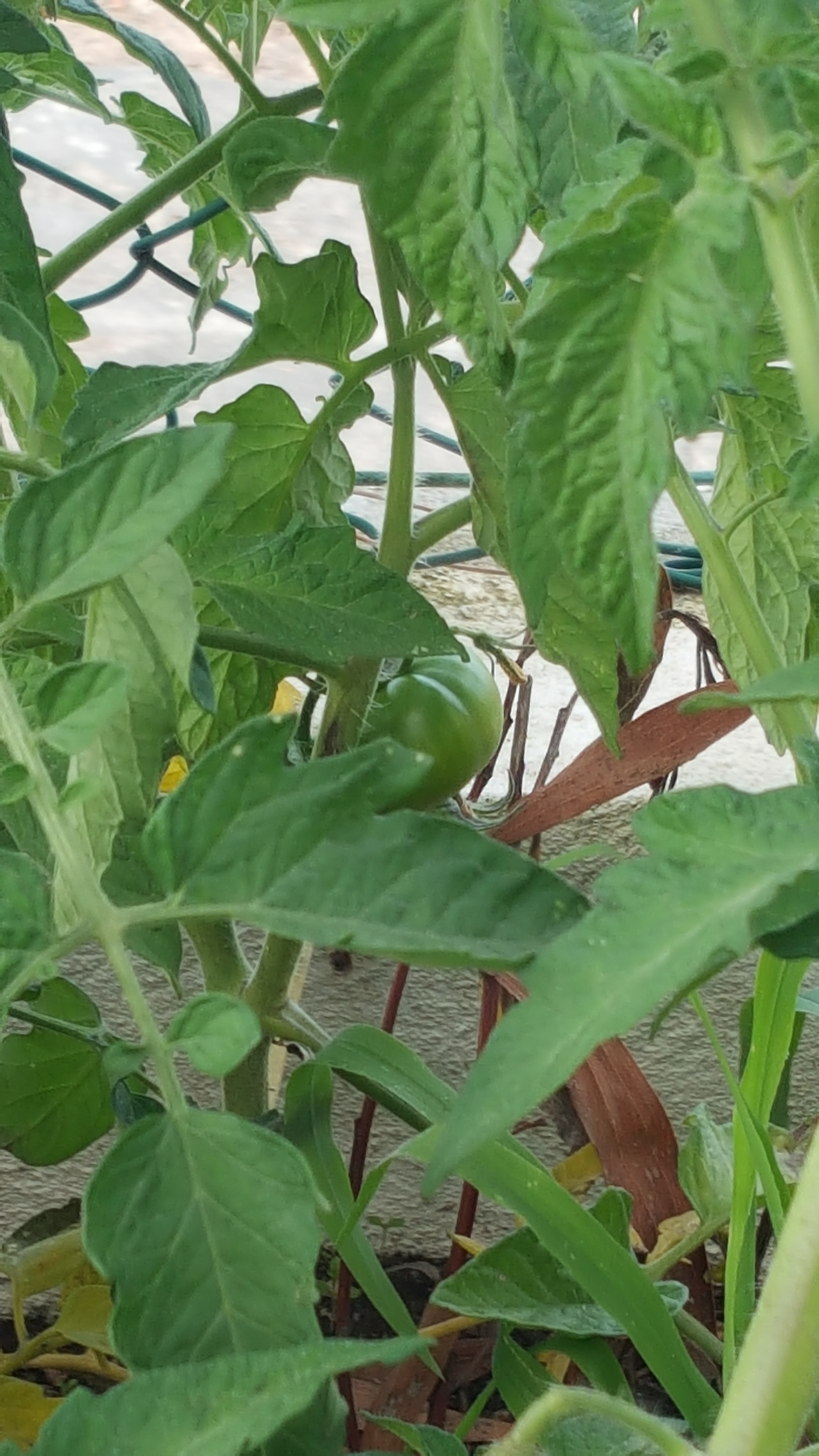 horta - tomates