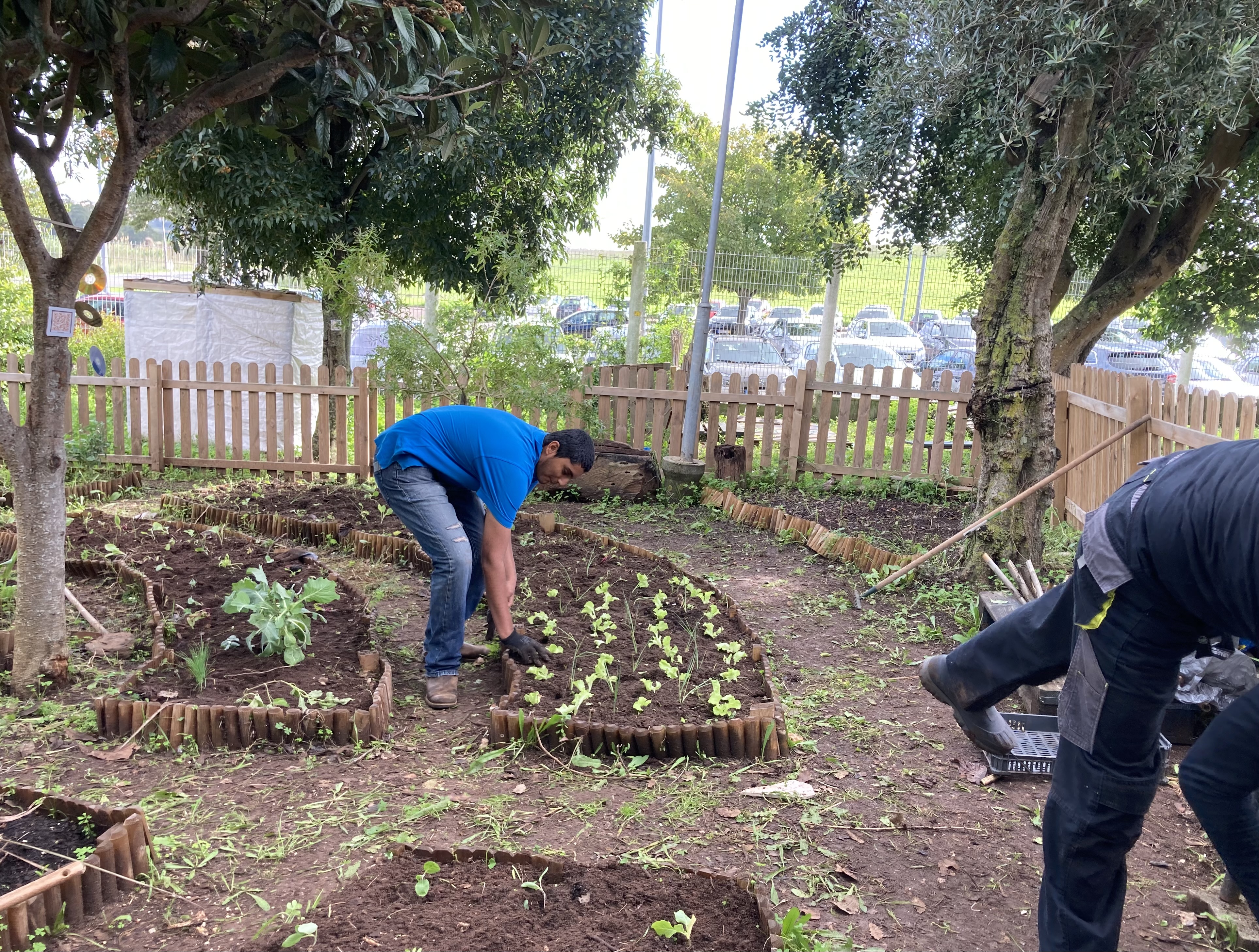 Plantação em consórcio alfaces e alhos franceses realizada por um dos alunos das brigadas verdes da Horta .