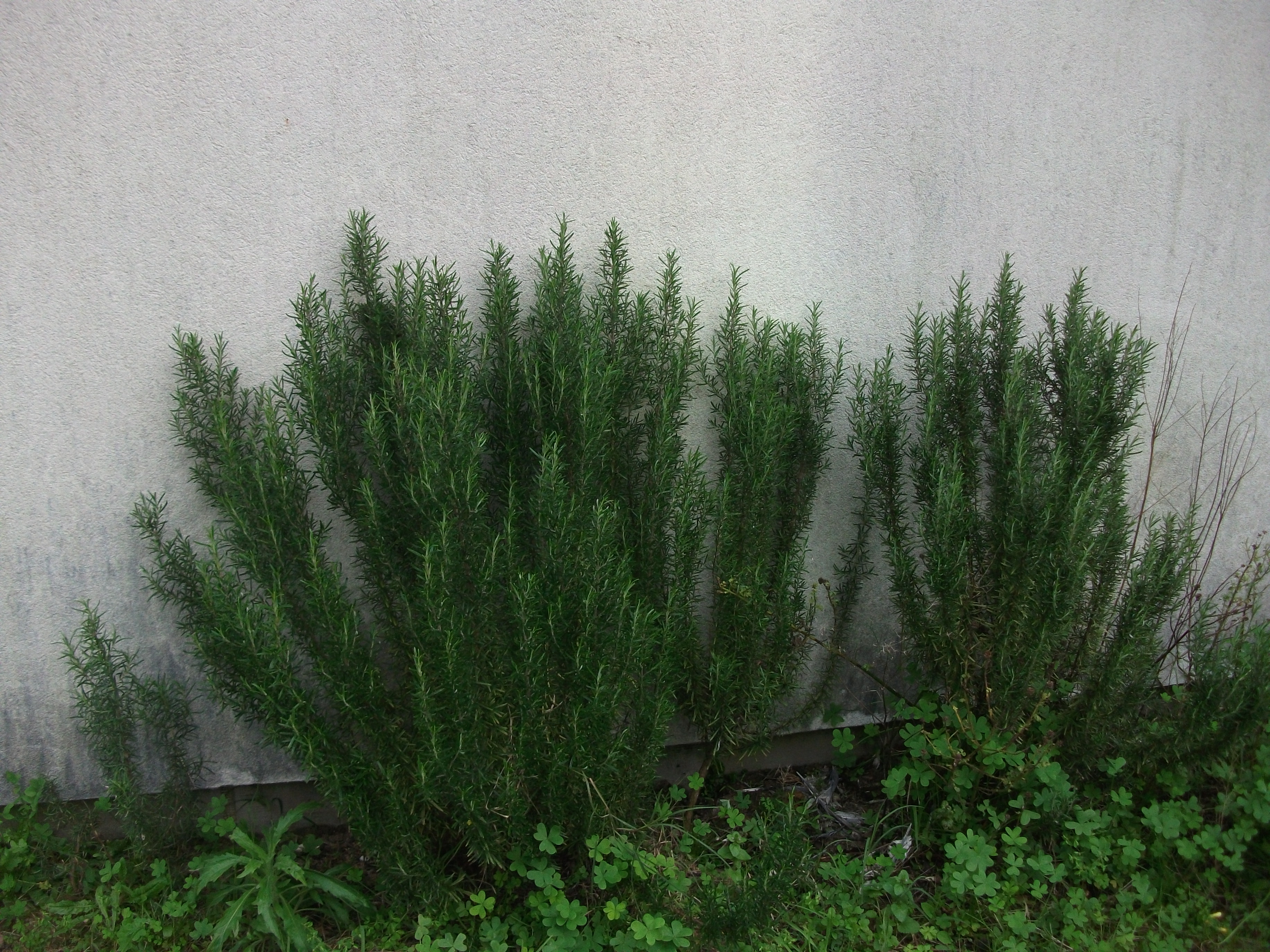 As «estacas» de  alecrim que foram espetadas, no ano letivo anterior, transformaram-se em plantas viçosas.