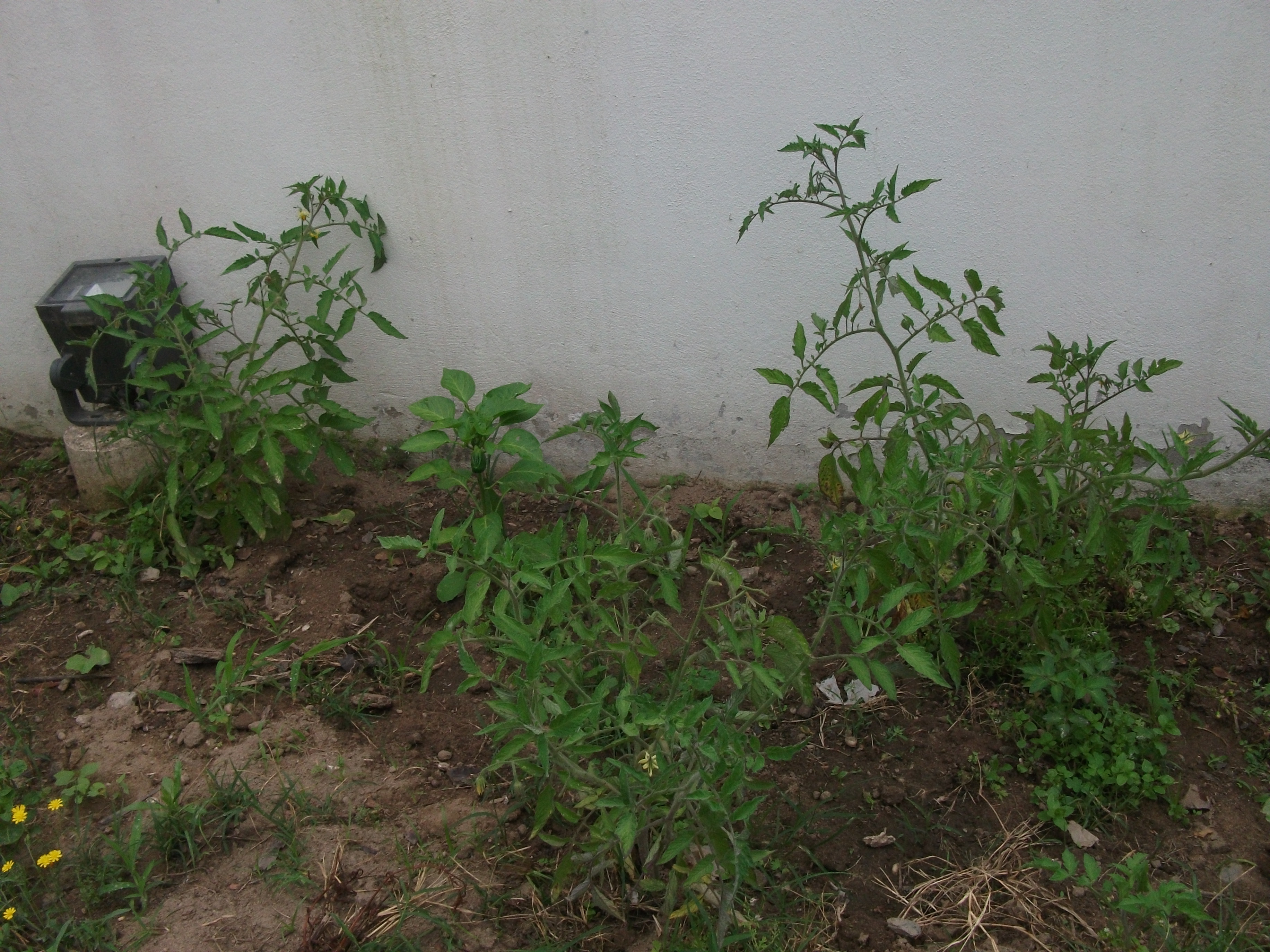 Os pimentos já vão ficando grandinhos e bonitos.