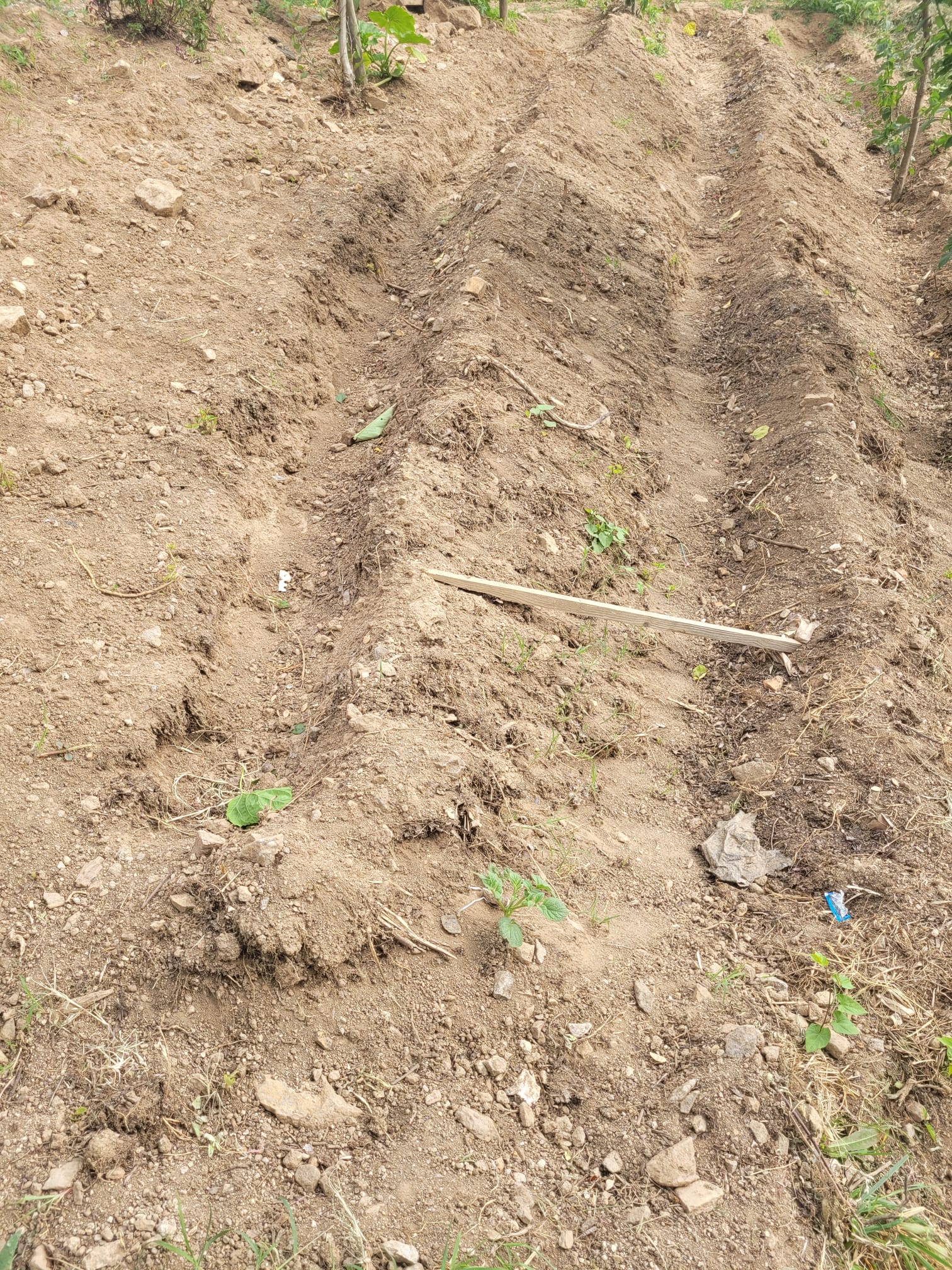 Criação de regos para plantar.