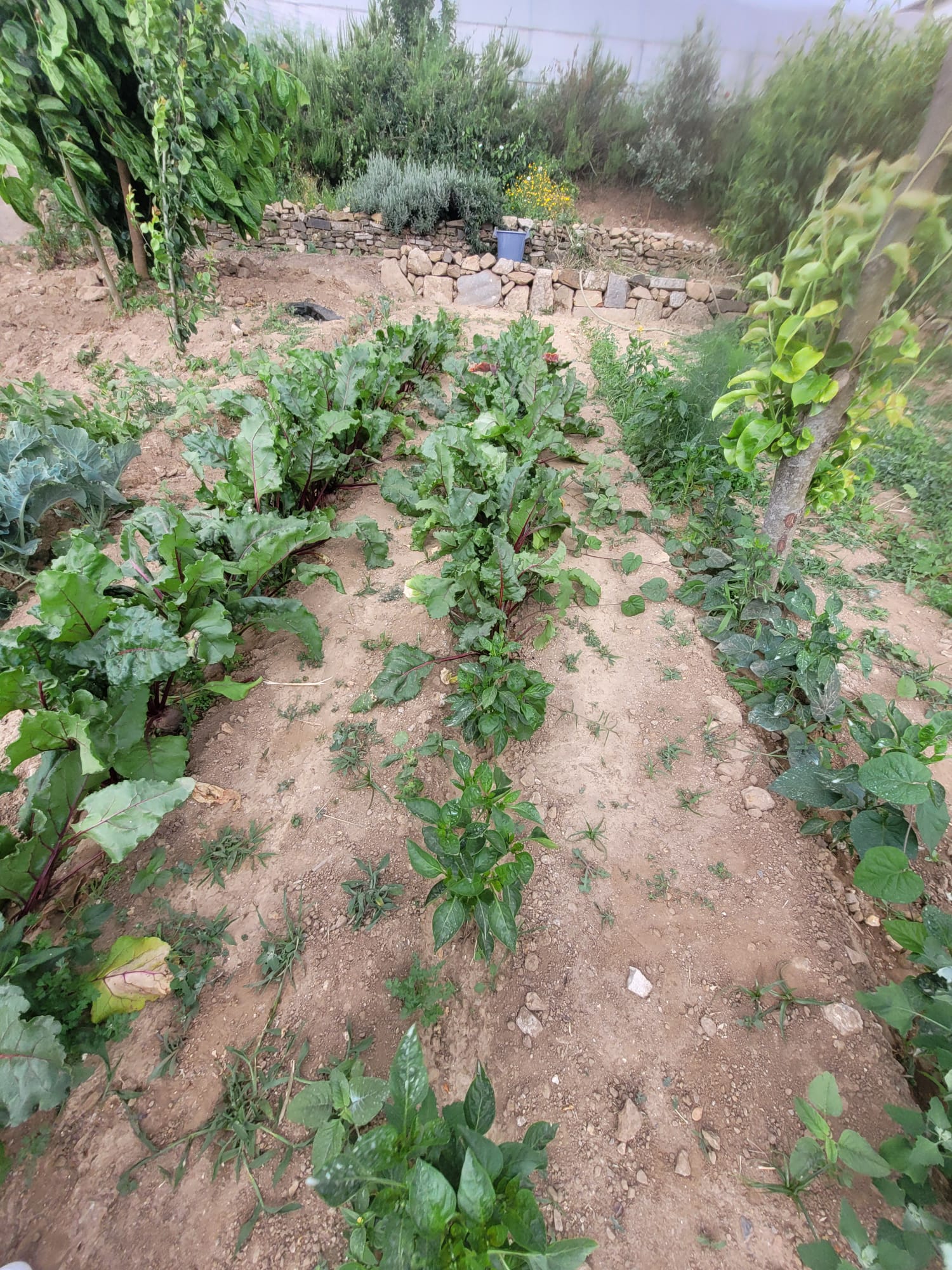 Visão geral da horta, mostrando ao fundo o canto das ervas aromáticas