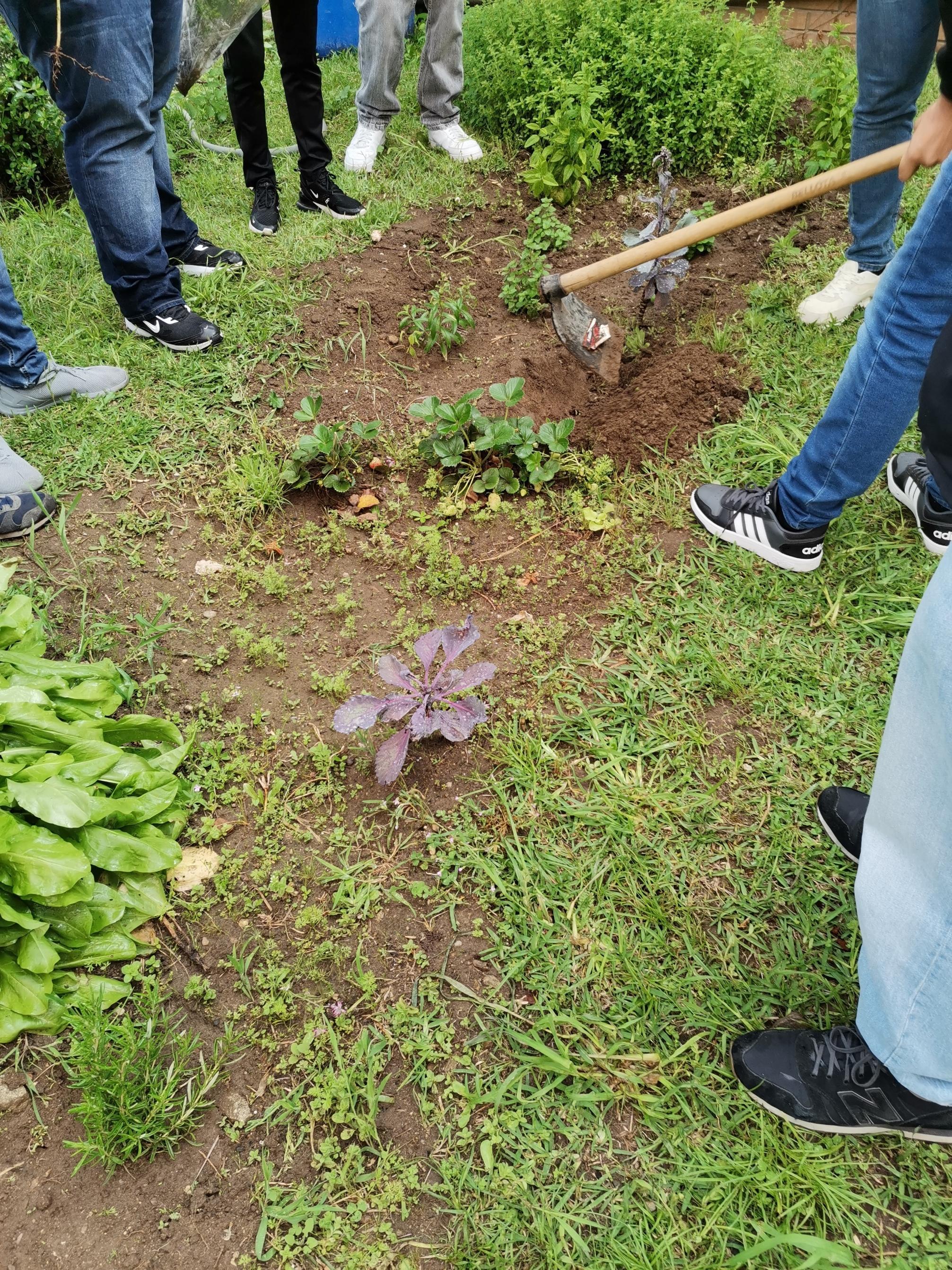 Trabalhos de plantação e manutenção da horta