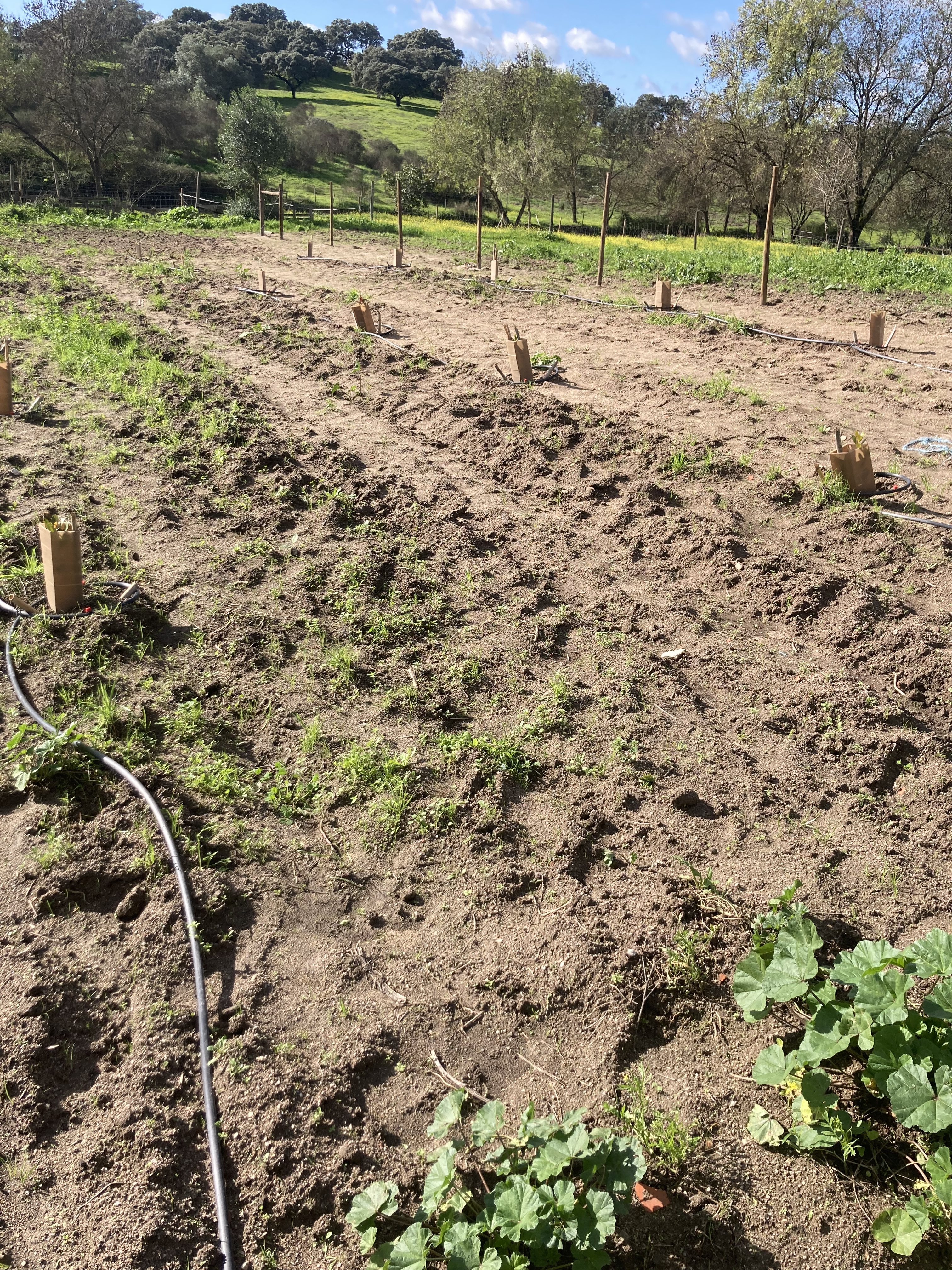 Preparação do terreno