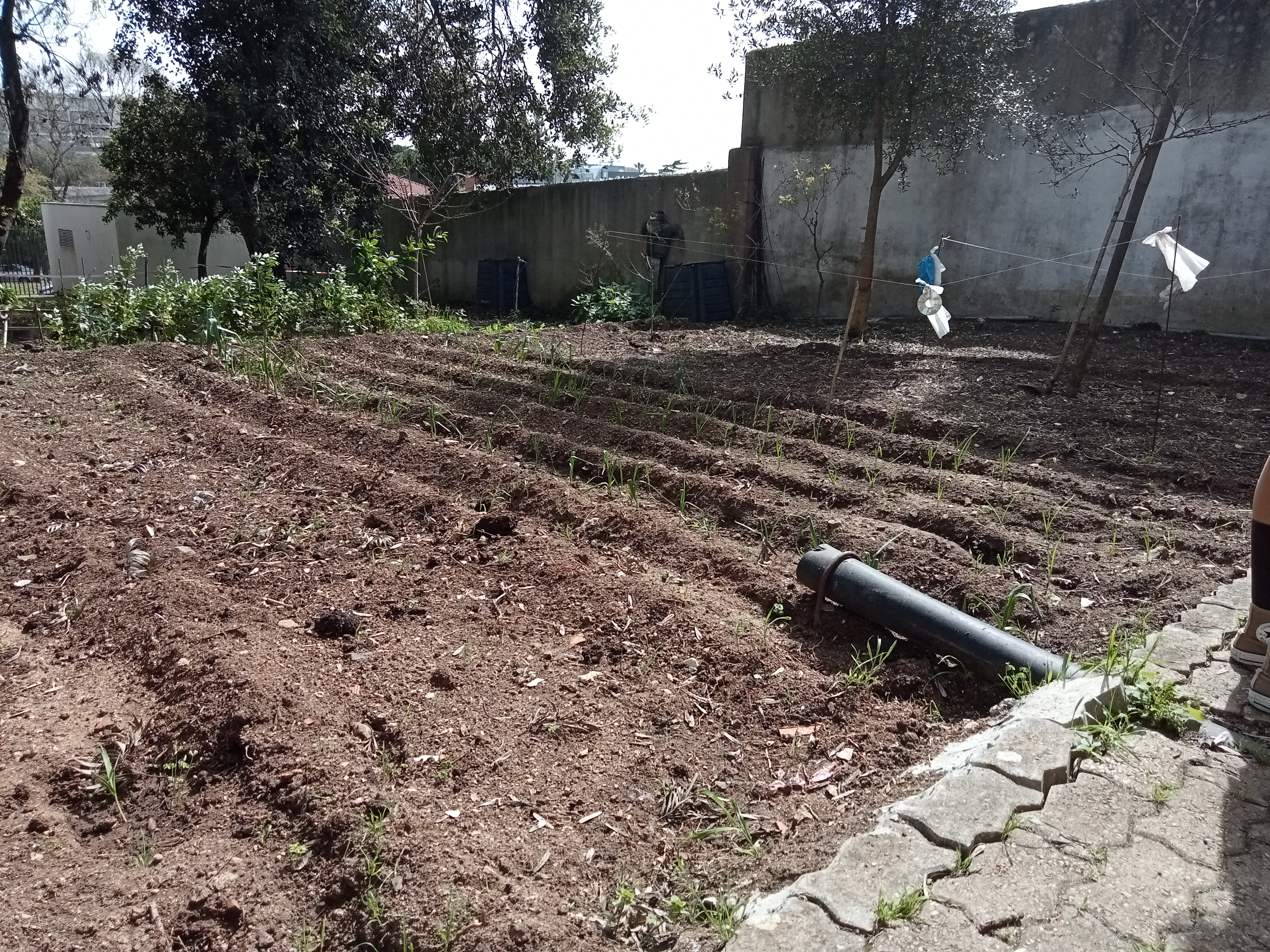 Primeira plantação