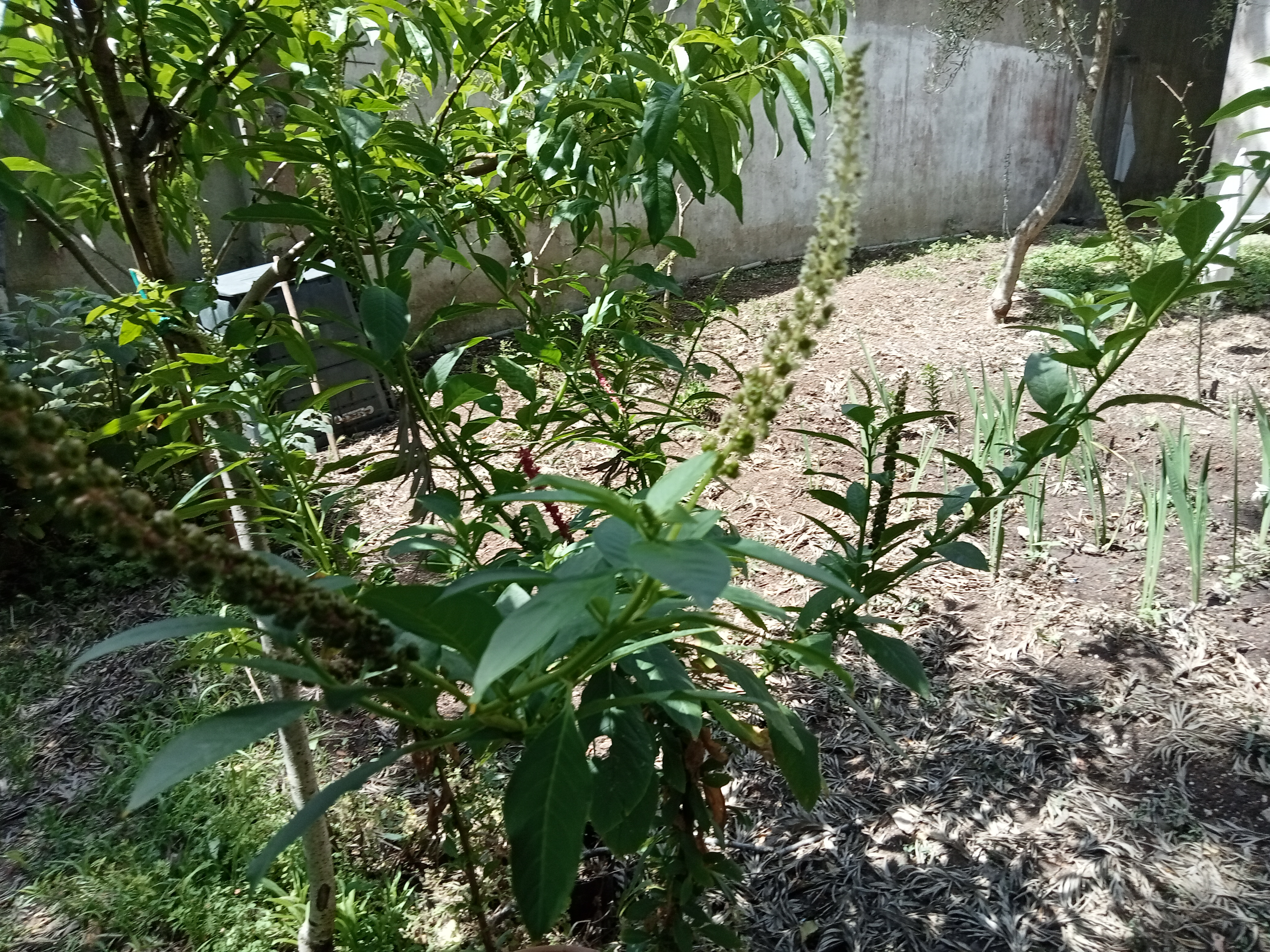 A primeira sementeira deu frutos