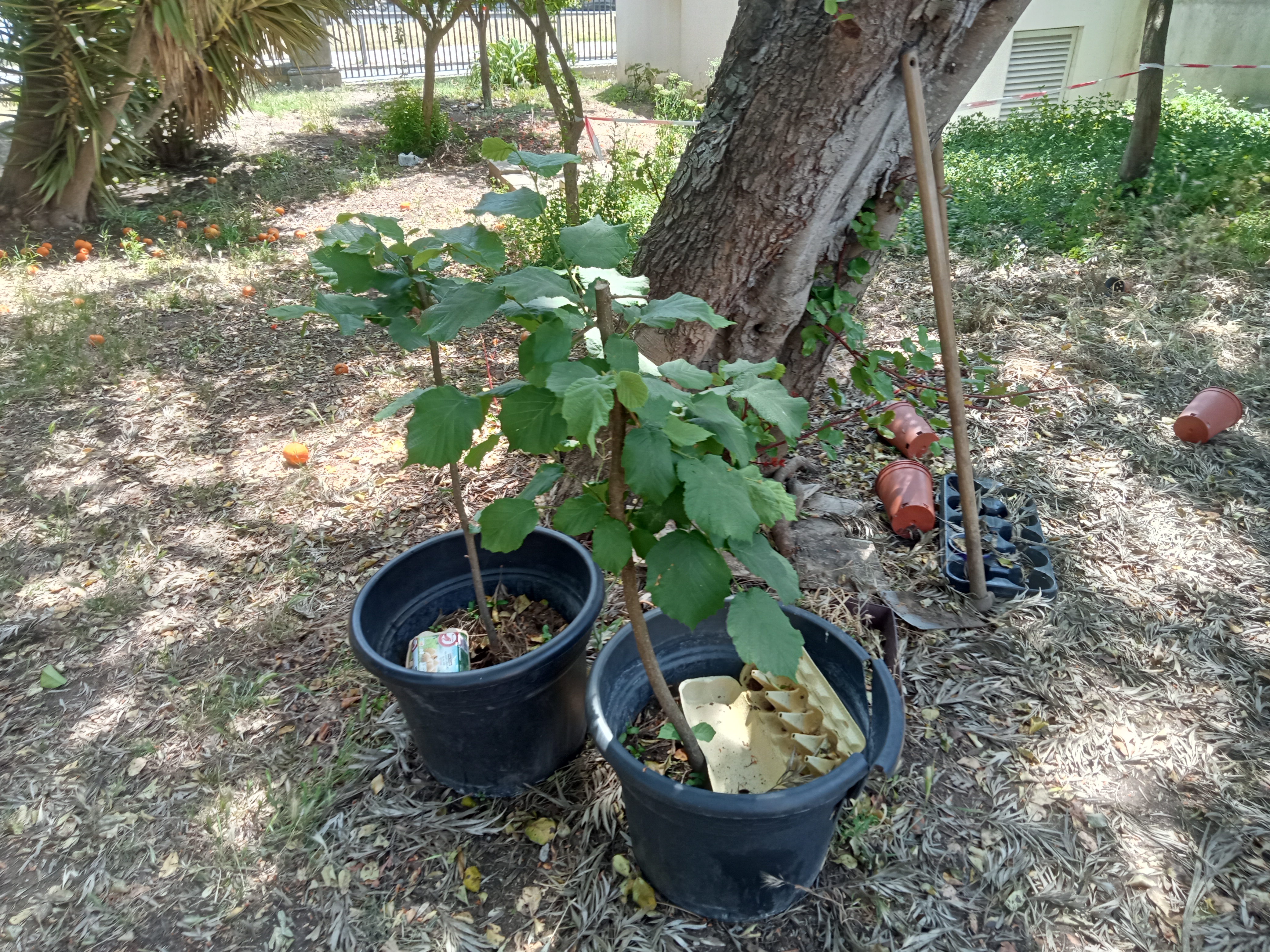 As nossas árvores
