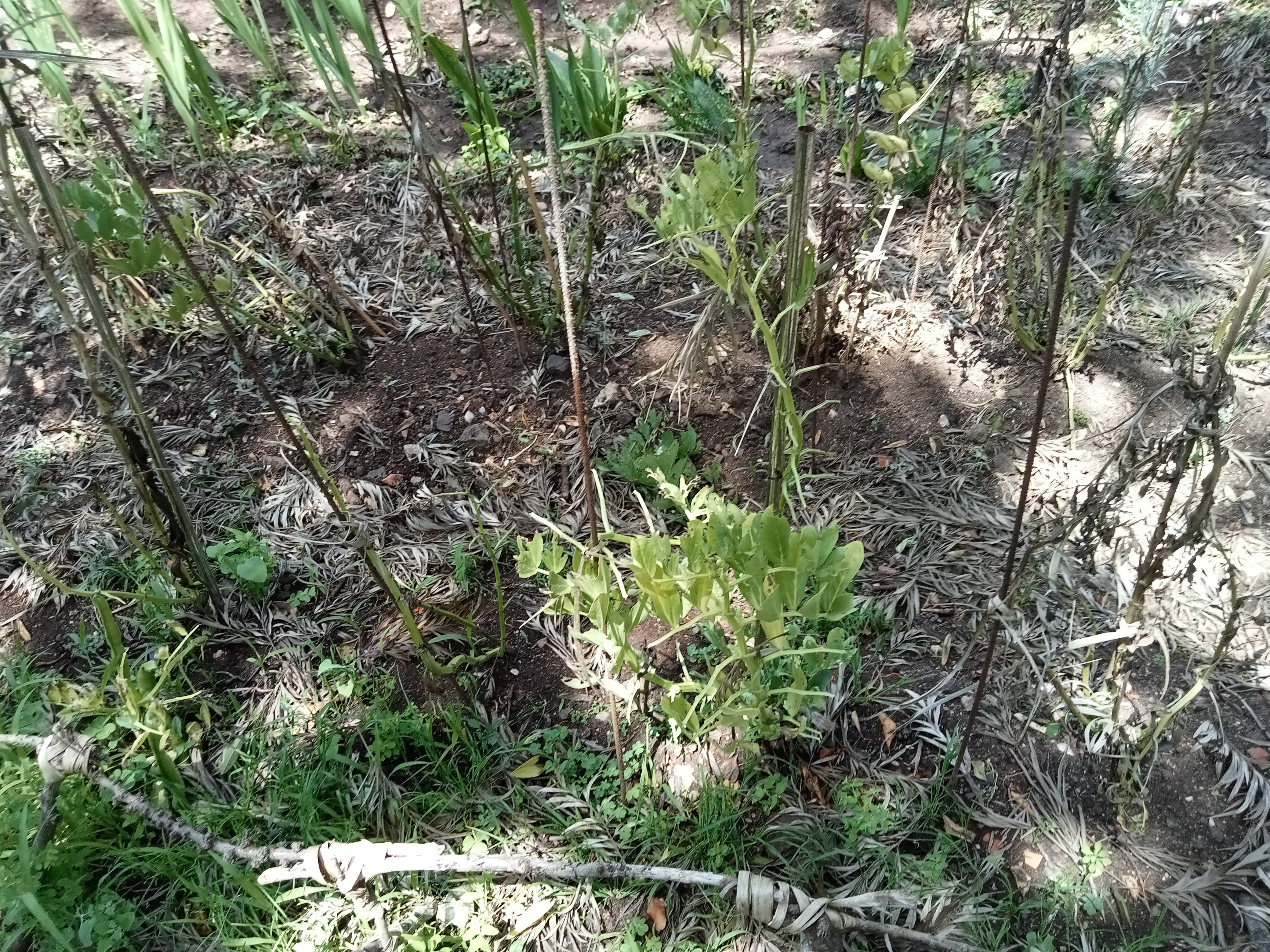 A nossa plantação de favas.