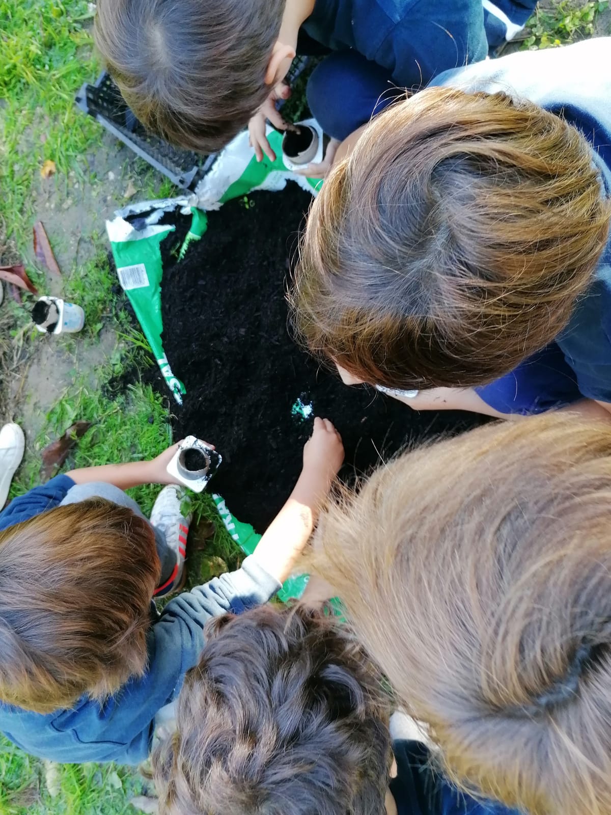 Os alunos do 1º ciclo fizeram várias sementeiras, uma delas de tomateiros.