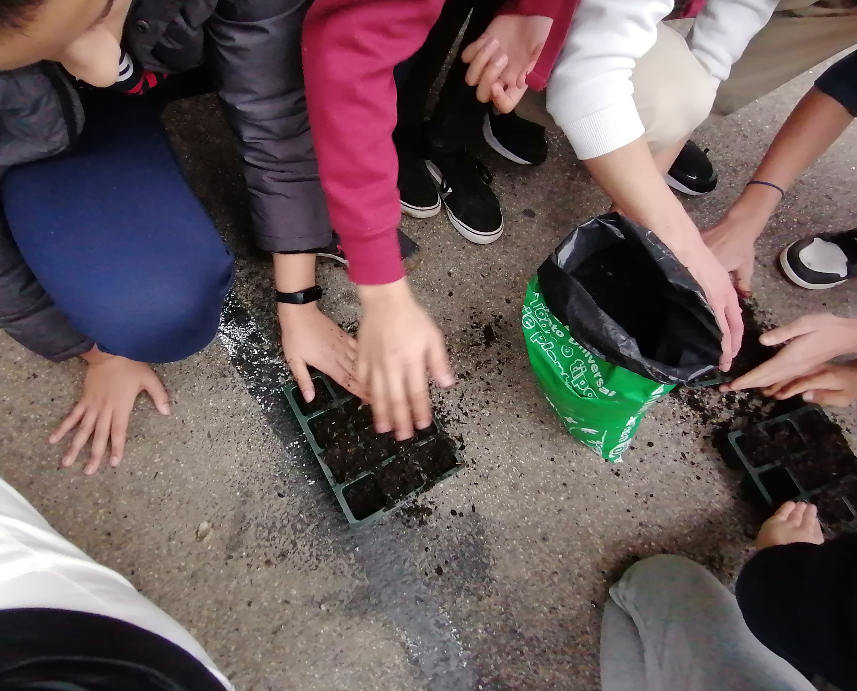Em dia de chuva, foi tempo de semear espinafres e girassóis em tabuleiros de germinação. Os alunos cuidaram das plantas para poderem ser transplantadas para a horta.