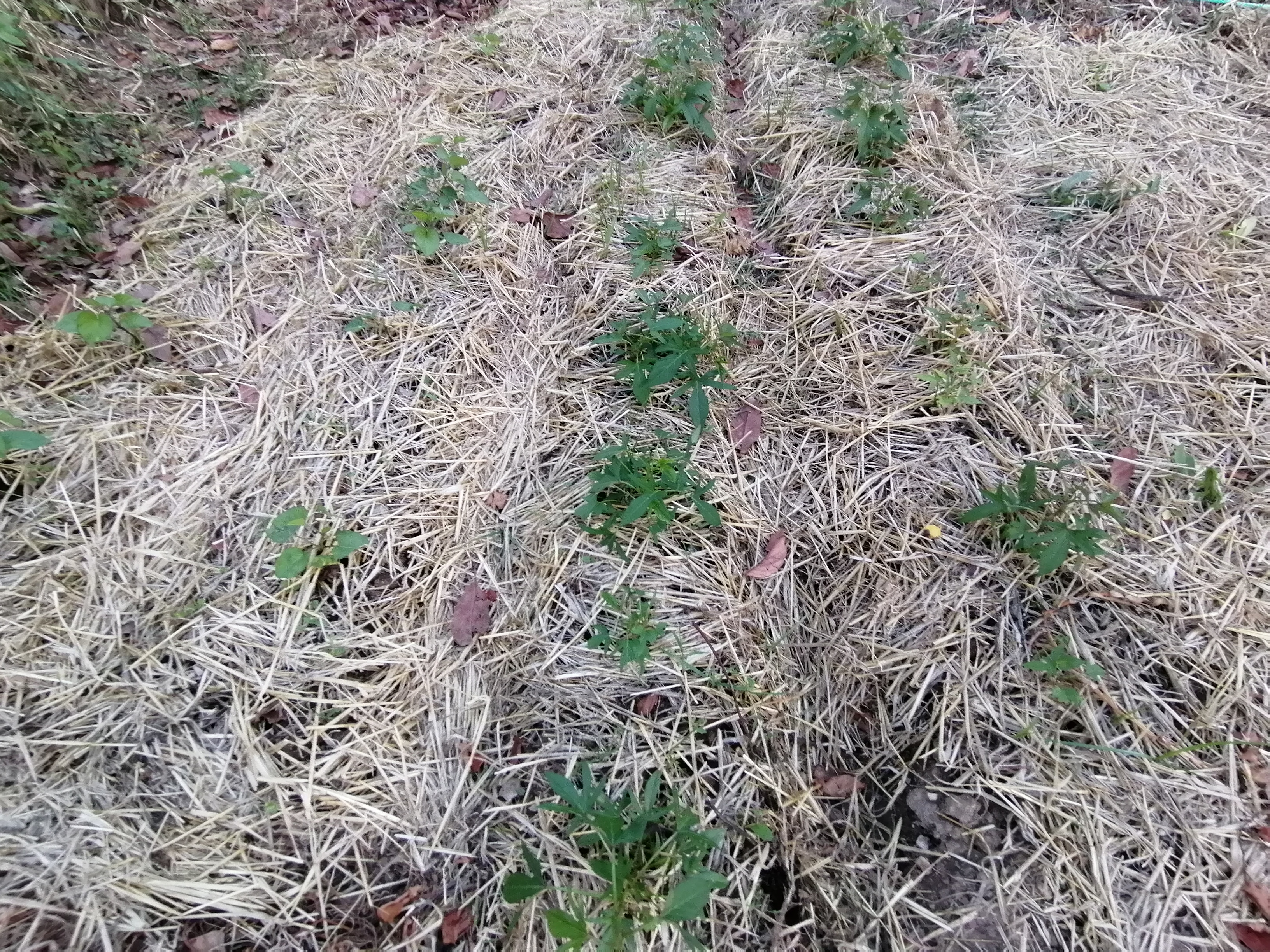 Foram plantadas duas variedades de batata doce.