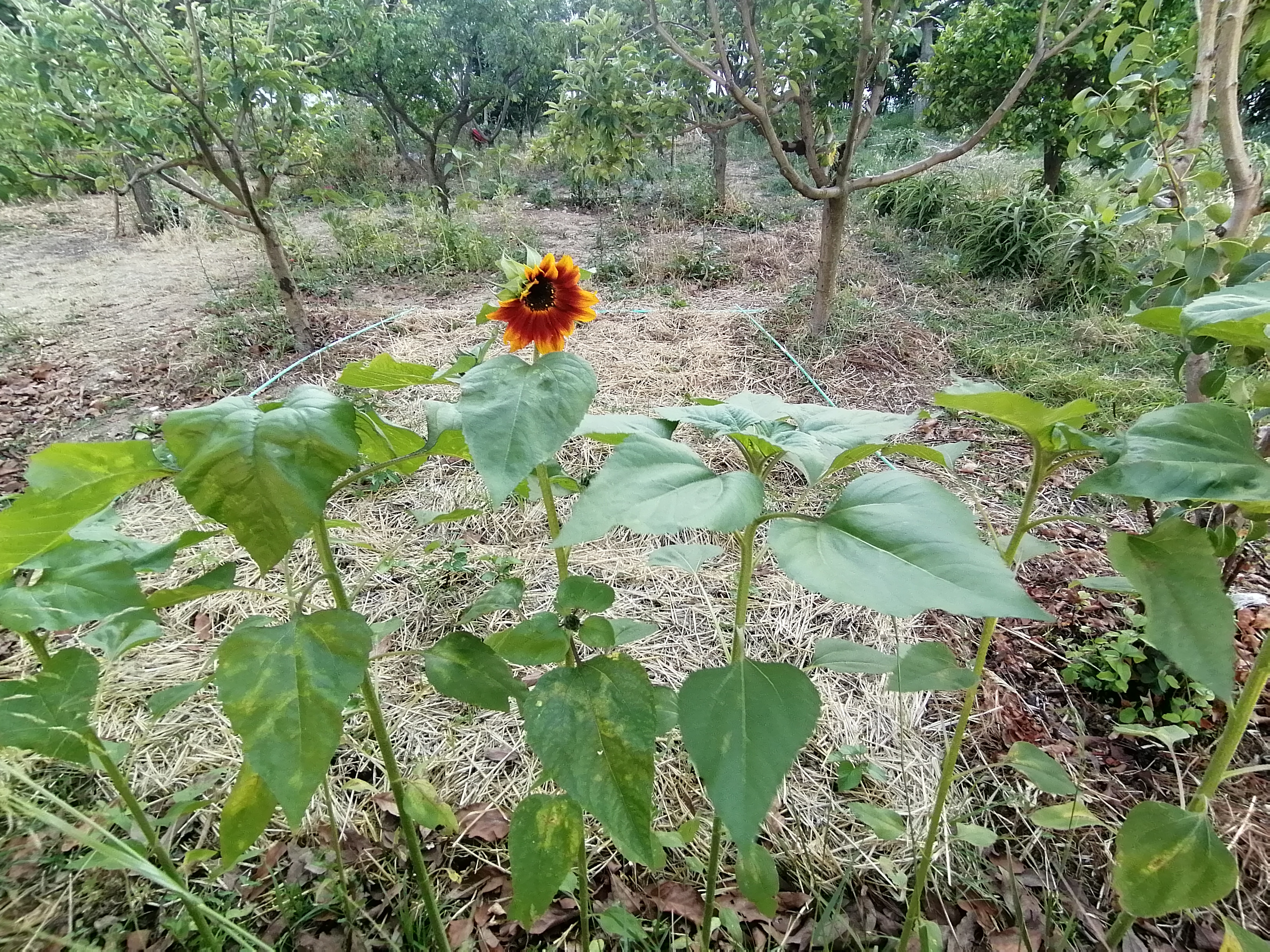 Os girassóis que os alunos do 8º ano semearam em viveiro e foram posteriormente transplantados e começam a dar flor em Maio.