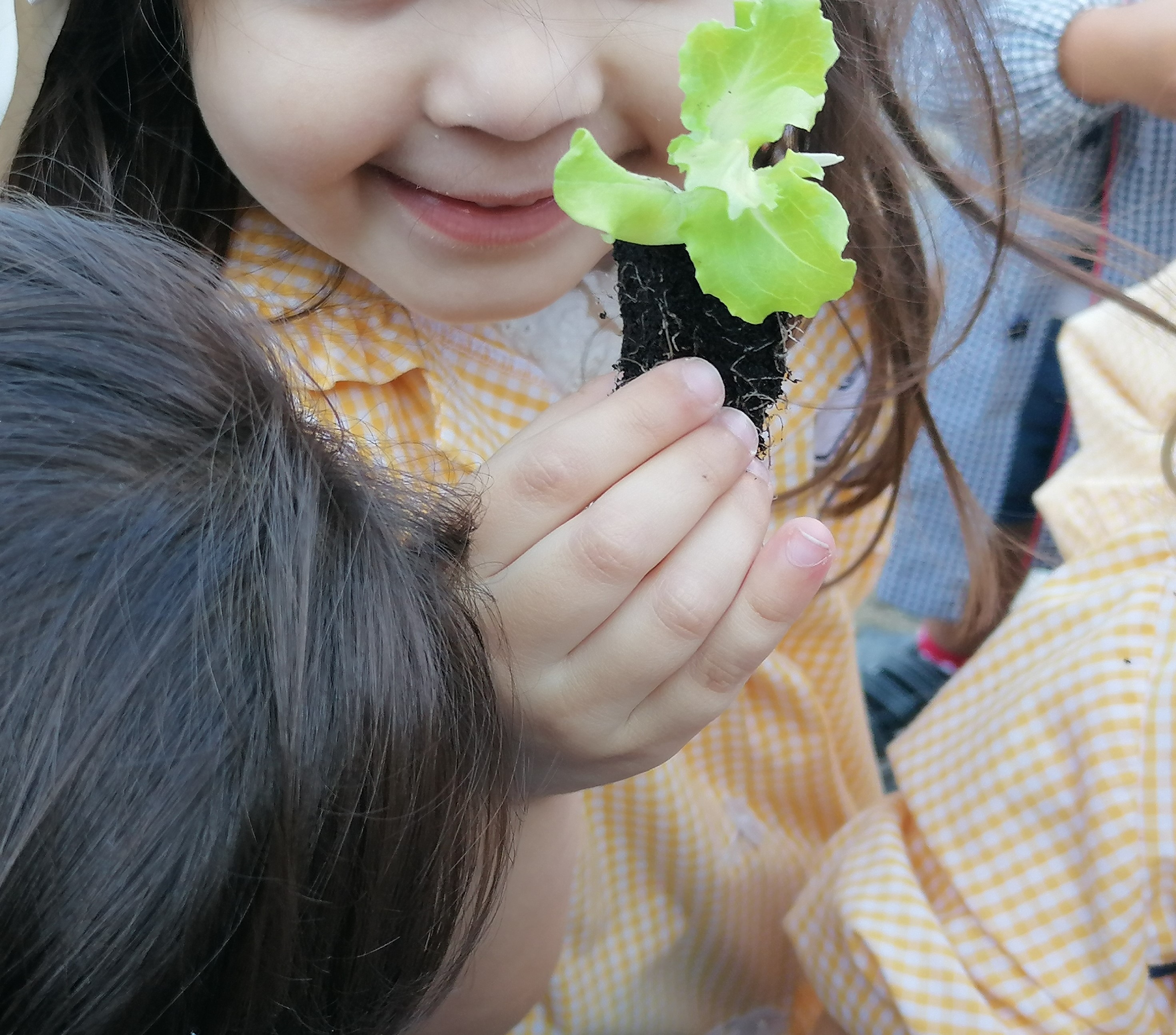 Muito entusiasmo para a plantação de alfaces. Cada criança recebeu uma alface e guardou-a com muito cuidado até poder plantá-la entre a palha que cobria o canteiro.