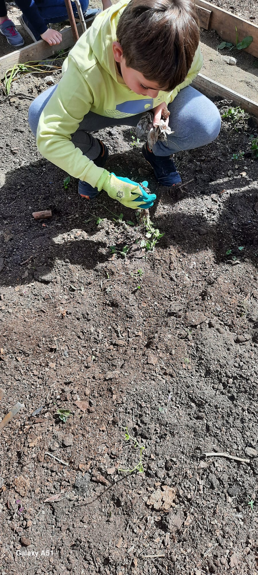 Plantaram-se alfaces, tomate, repolho, pimentos, abóbora, entre outros.