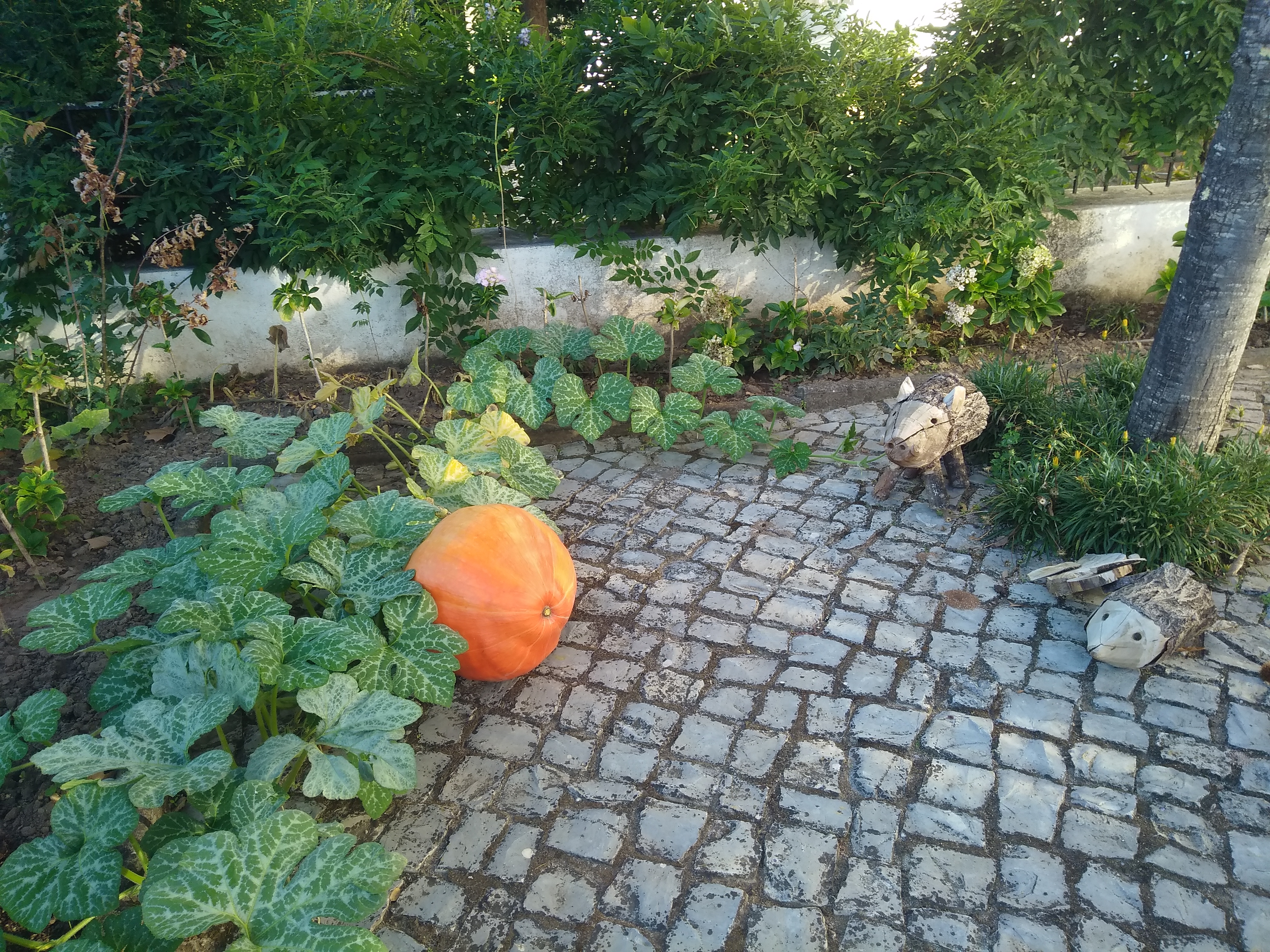 As abóboras estão prontas a ser colhidas! E que grande abóbora!