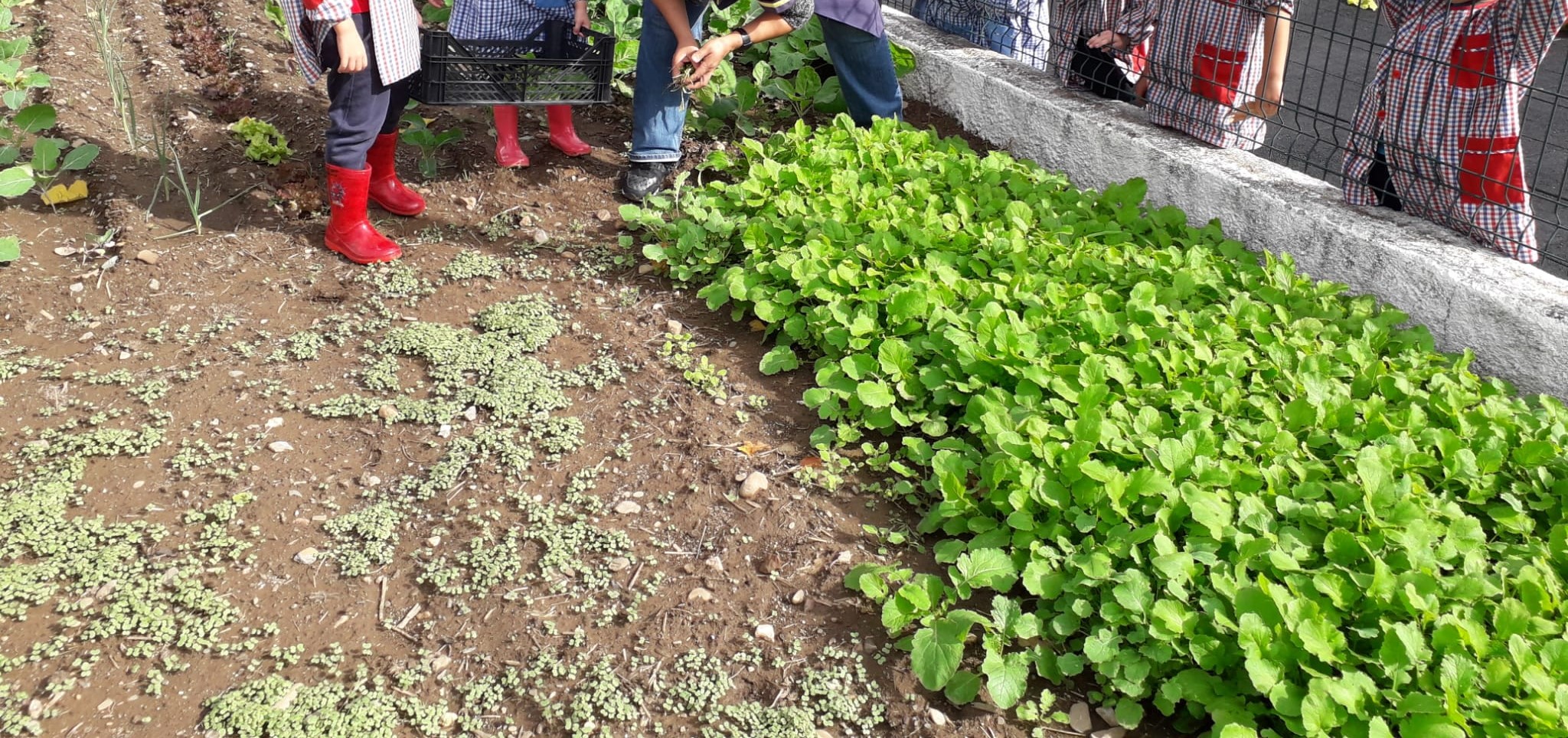 O alfobre das nabiças está a crescer muito verdinho. Todas as sementes germinaram. É necessário apanhar algumas destas plantas para plantar noutro espaço em reguinhos e deixar espaço para que os que fiquem se desenvolvam melhor.