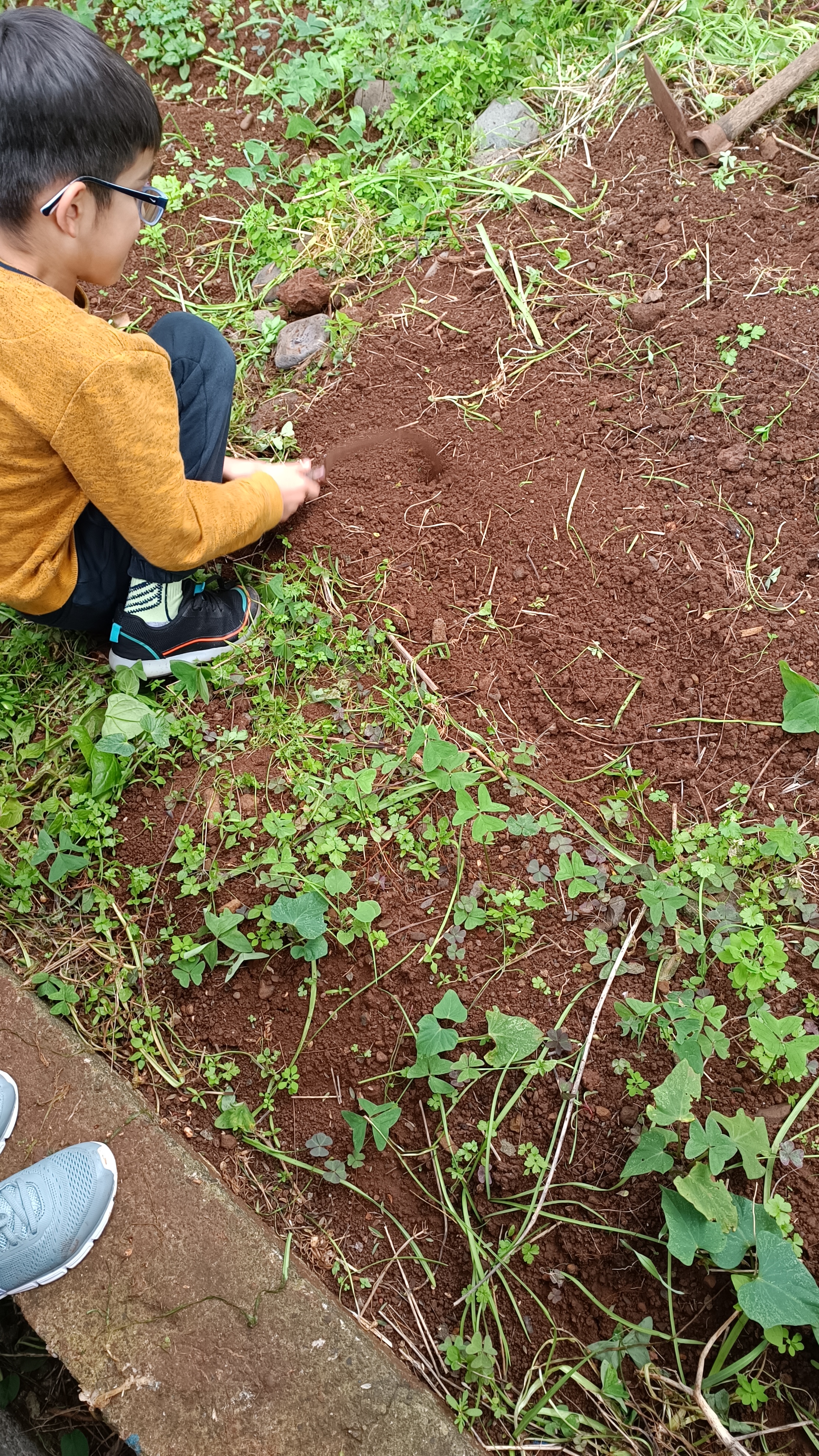 Os alunos do 3.ºB ajudam a tirar ervas para semear os cereais na horta.