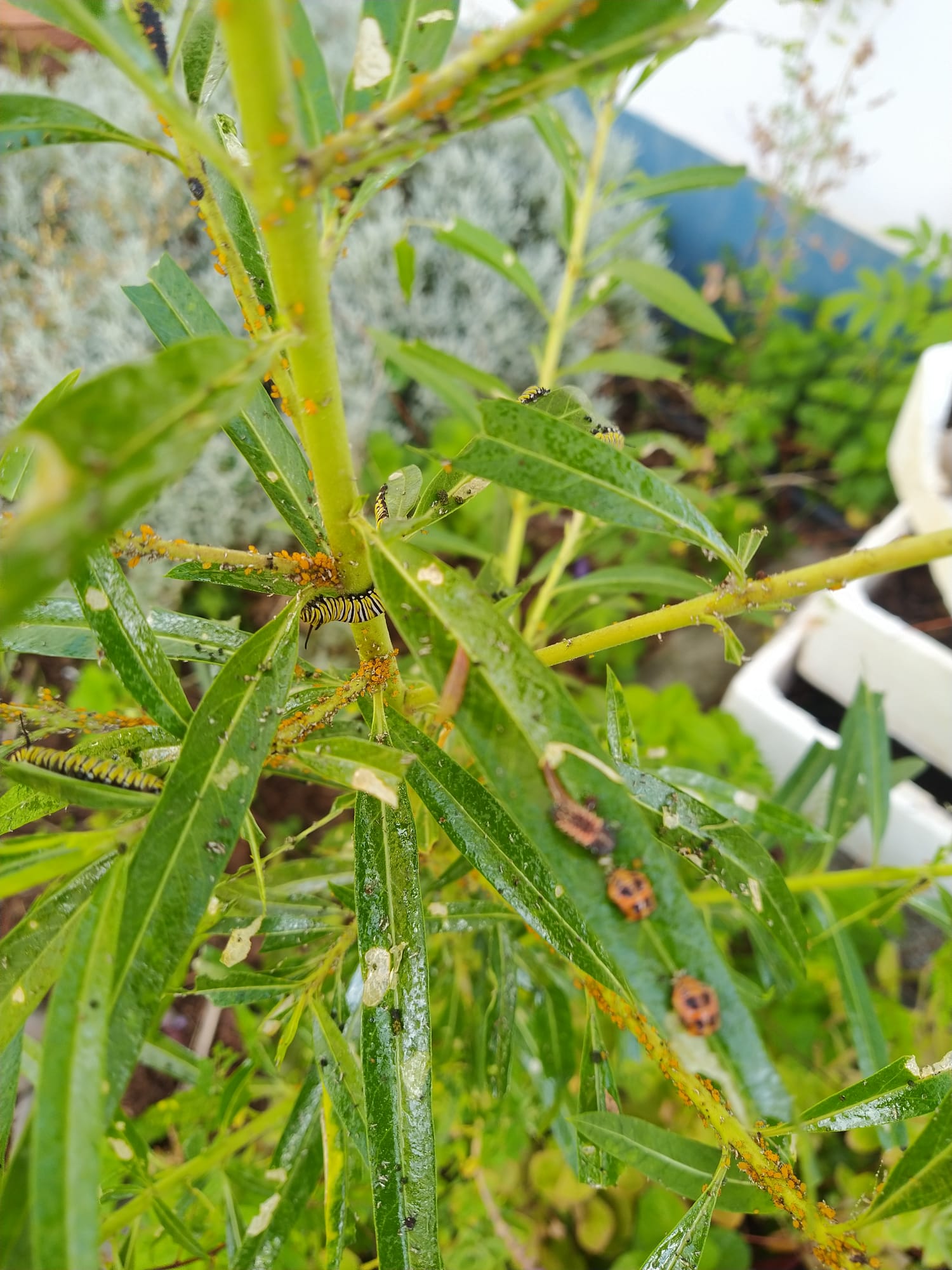 Planta da Seda com lagartas da Borboleta-monarca e joaninhas alimentando-se dos afídeos.
