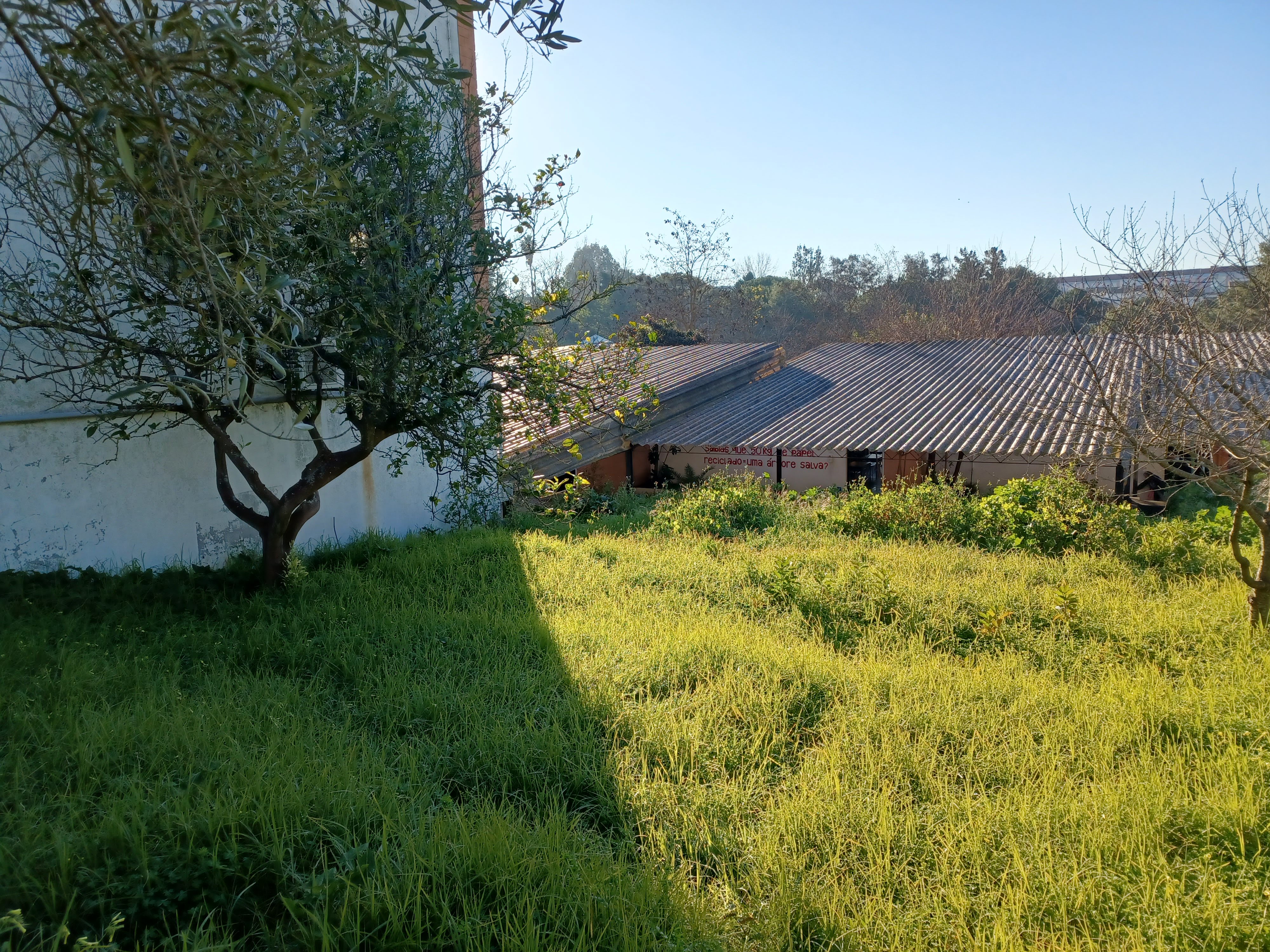 Estado atual da horta, antes do início dos trabalhos de limpeza, mobilização e cultivo do solo, previstos para meados da segunda semana de fevereiro.