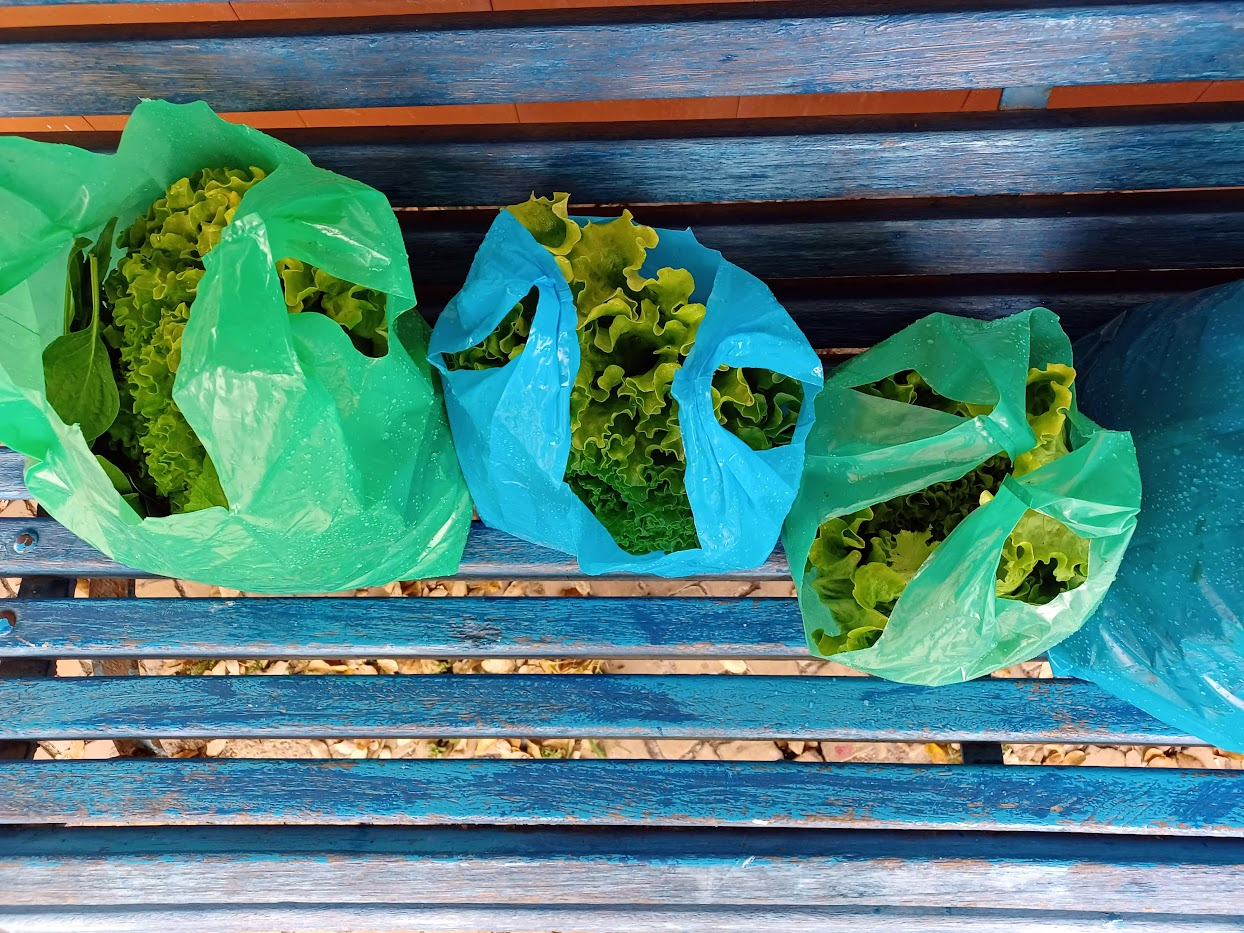 Oito semanas após os primeiros cultivos, foram colhidos produtos para doar a famílias desfavorecidas apoiadas no âmbito dos projetos de voluntariado existentes na escola.