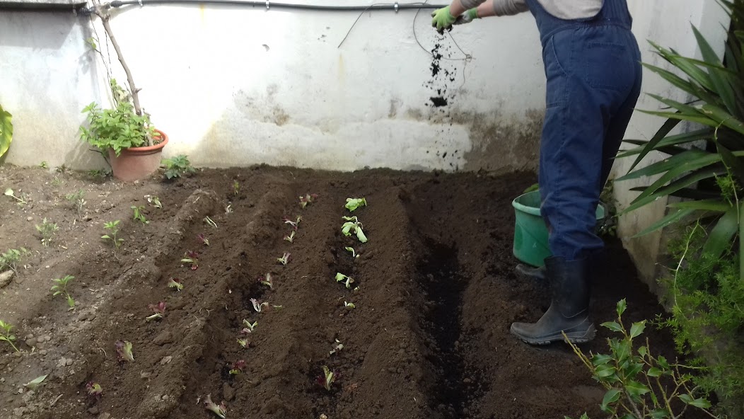 Plantação de legumes(alface e alho francês)
