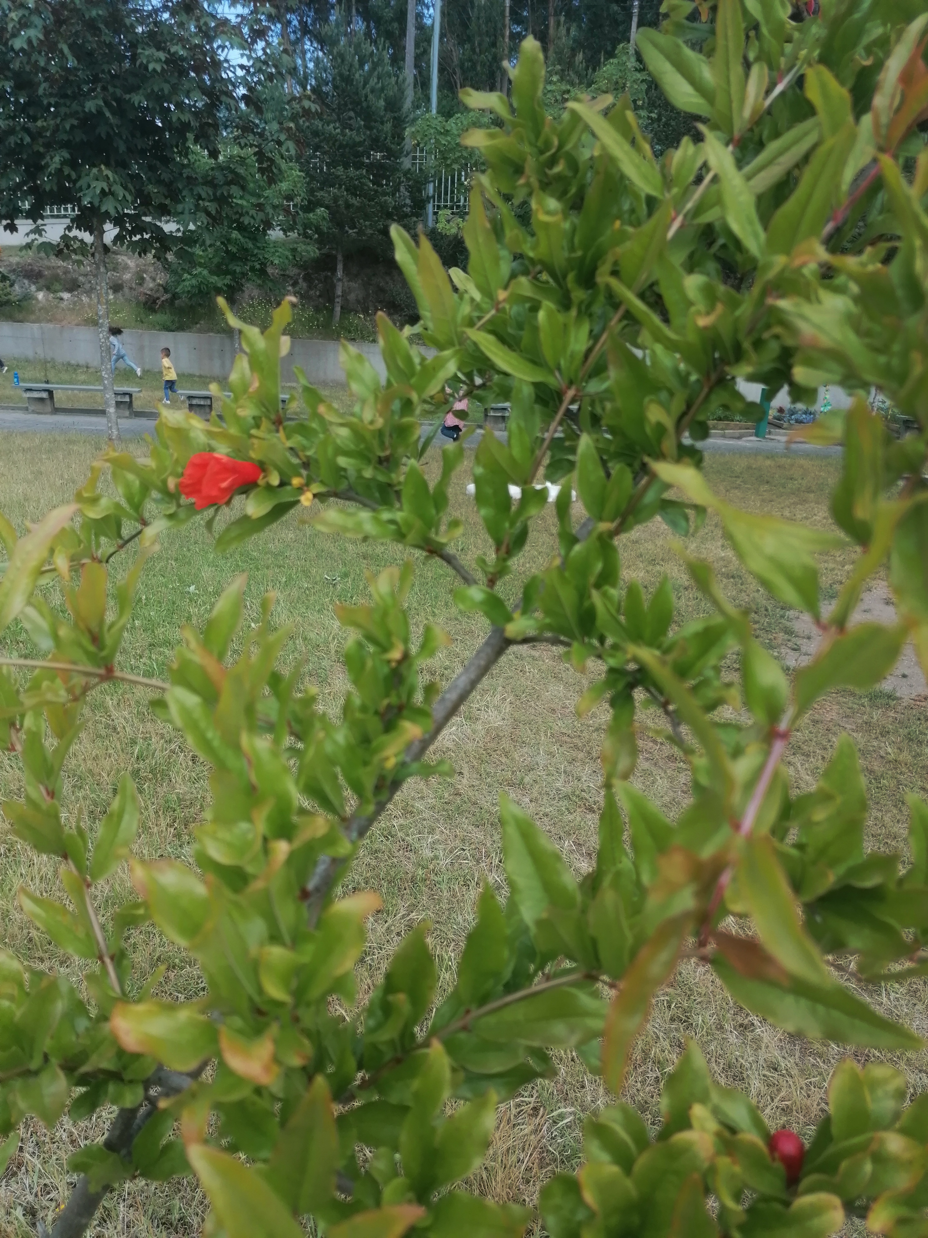 Pomar biológico: maracujazeiros, amoreiras, romãzeira, macieira, pereira, pessegueiros, videiras, figueiras, ameixeira, framboeseiras, nespereiras...