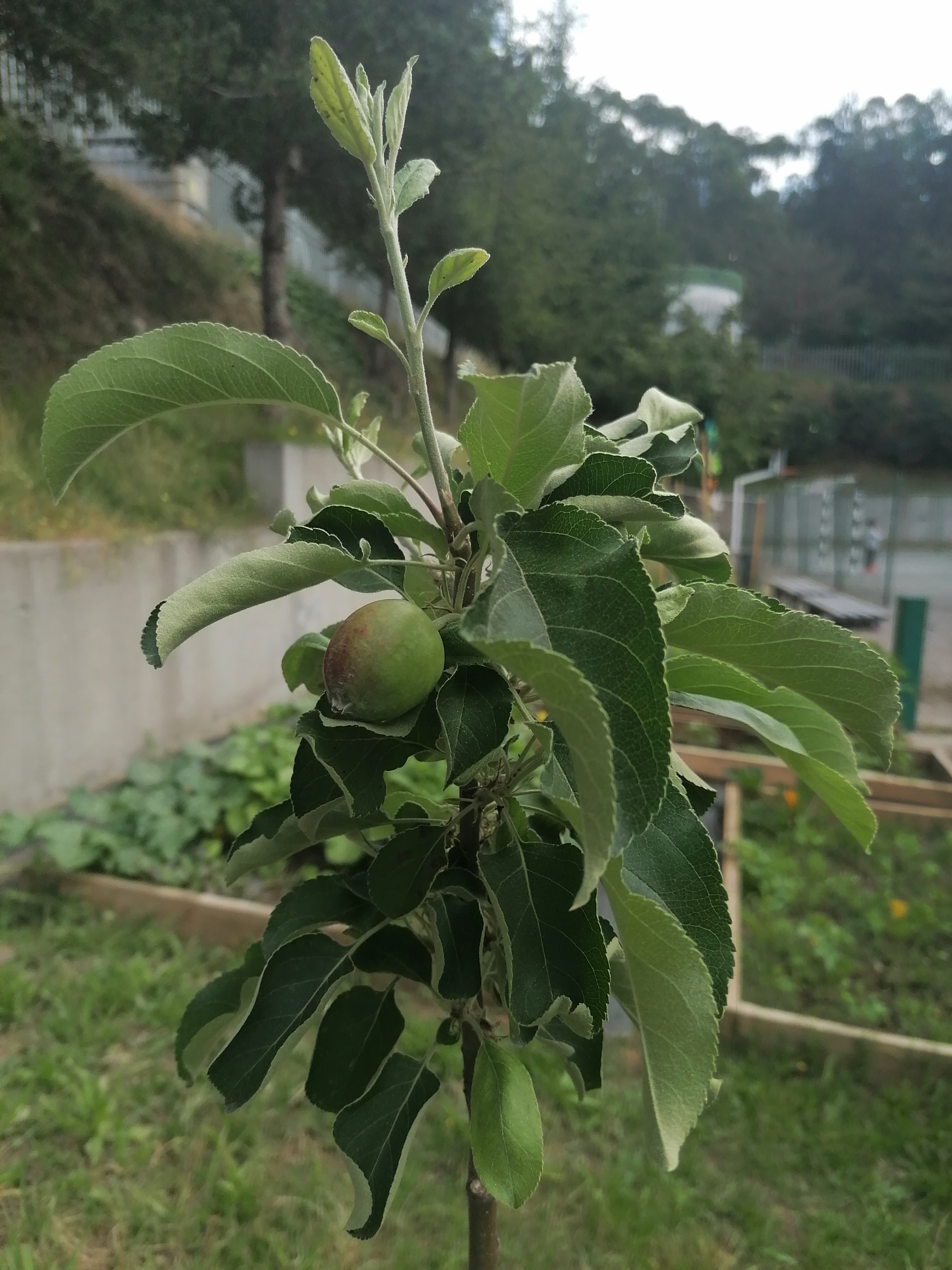 Pomar biológico: maracujazeiros, amoreiras, romãzeira, macieira, pereira, pessegueiros, videiras, figueiras, ameixeira, framboeseiras, nespereiras...