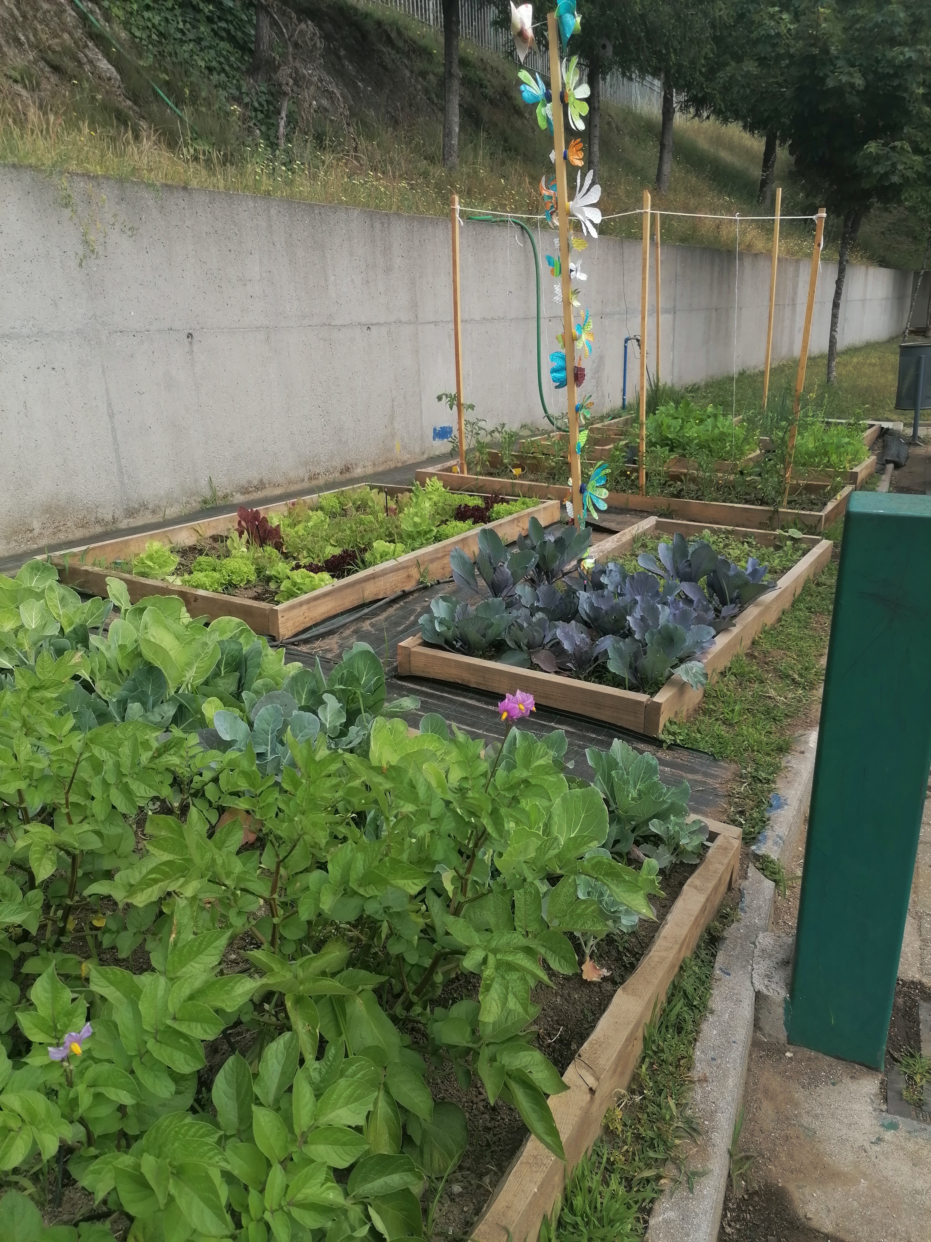 Sessões de sensibilização para os cuidados a ter na horta; observação do ciclo das plantas; articulação com a disciplina de Estudo do Meio e da área Conhecimento do Mundo ...