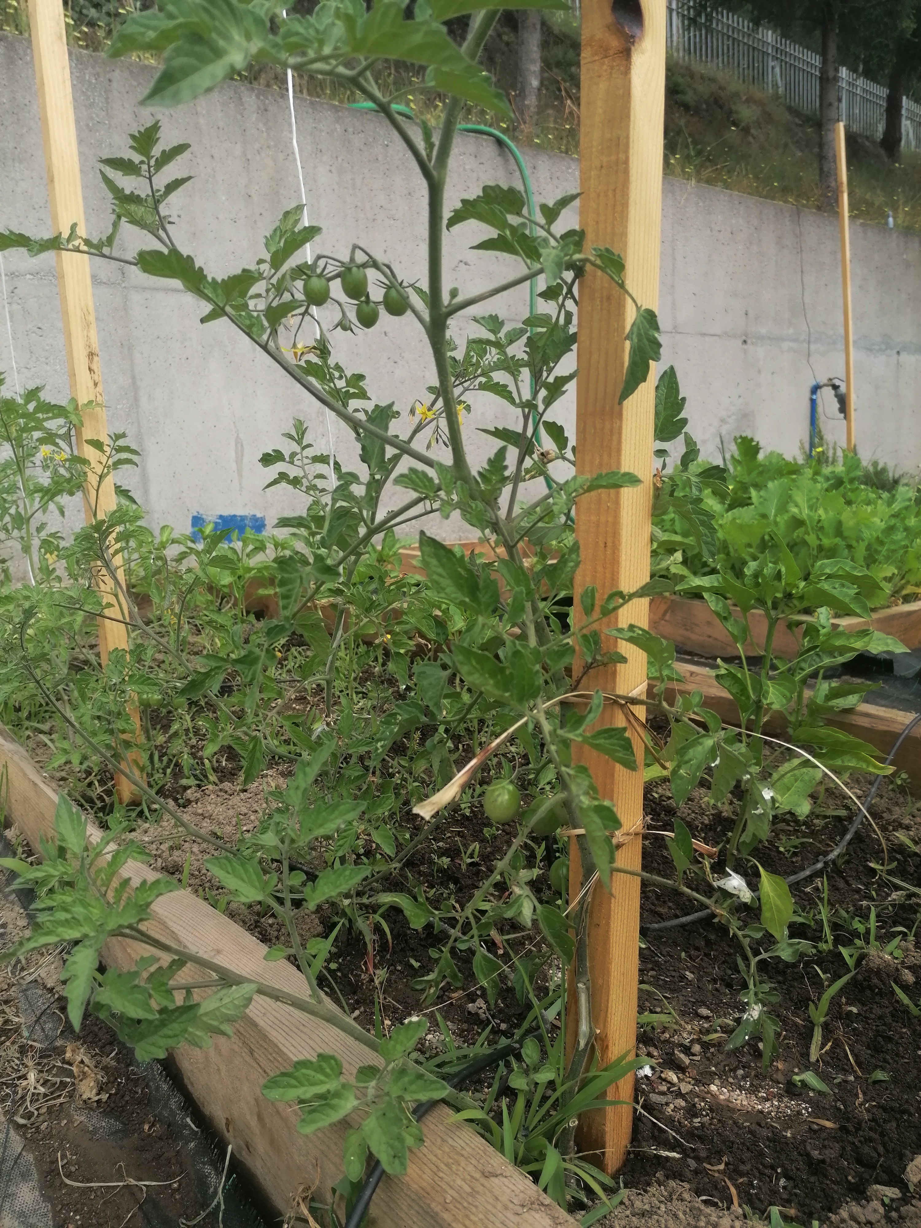 Sessões de sensibilização para os cuidados a ter na horta; observação do ciclo das plantas; articulação com a disciplina de Estudo do Meio e da área Conhecimento do Mundo ...