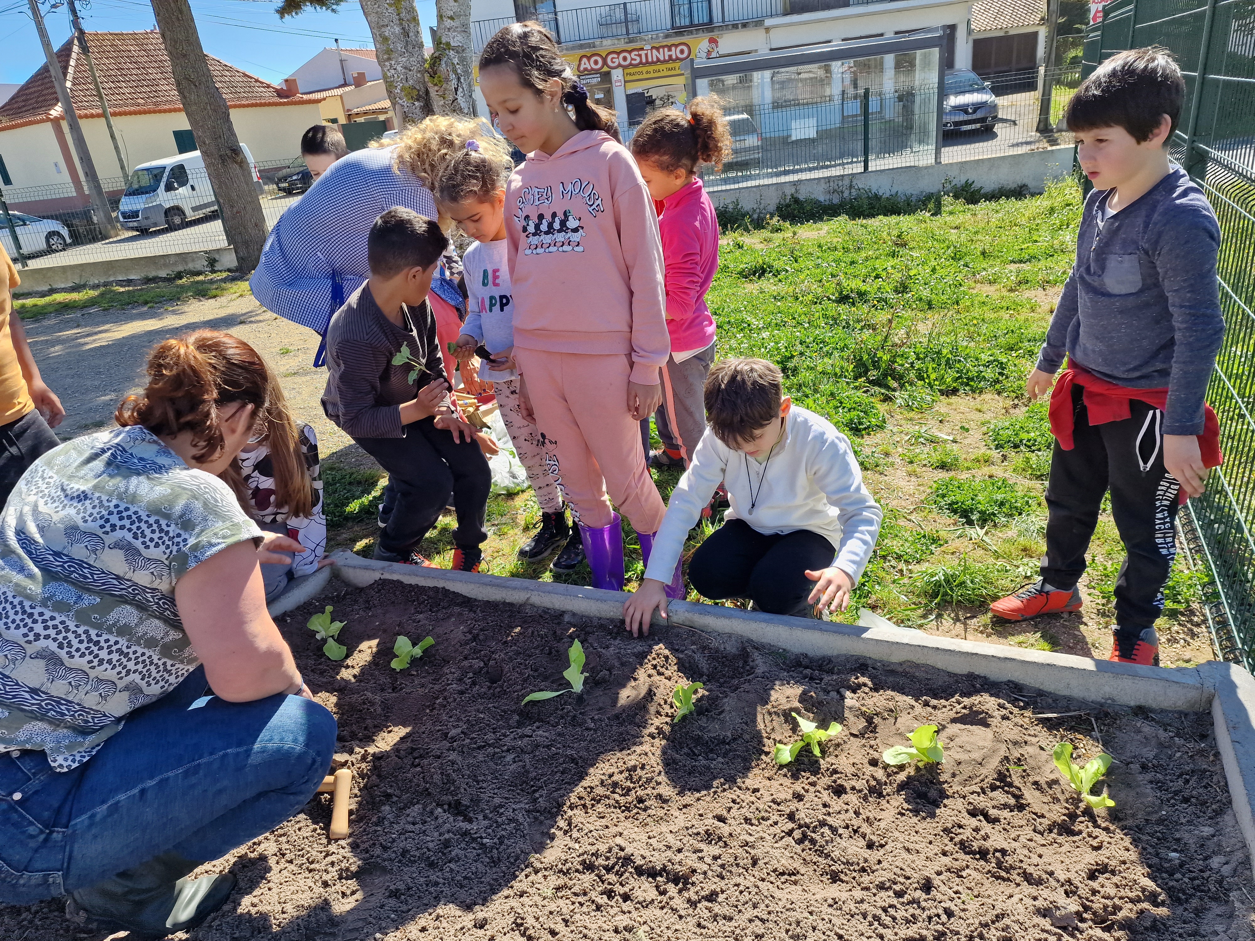 Plantação de legumes.