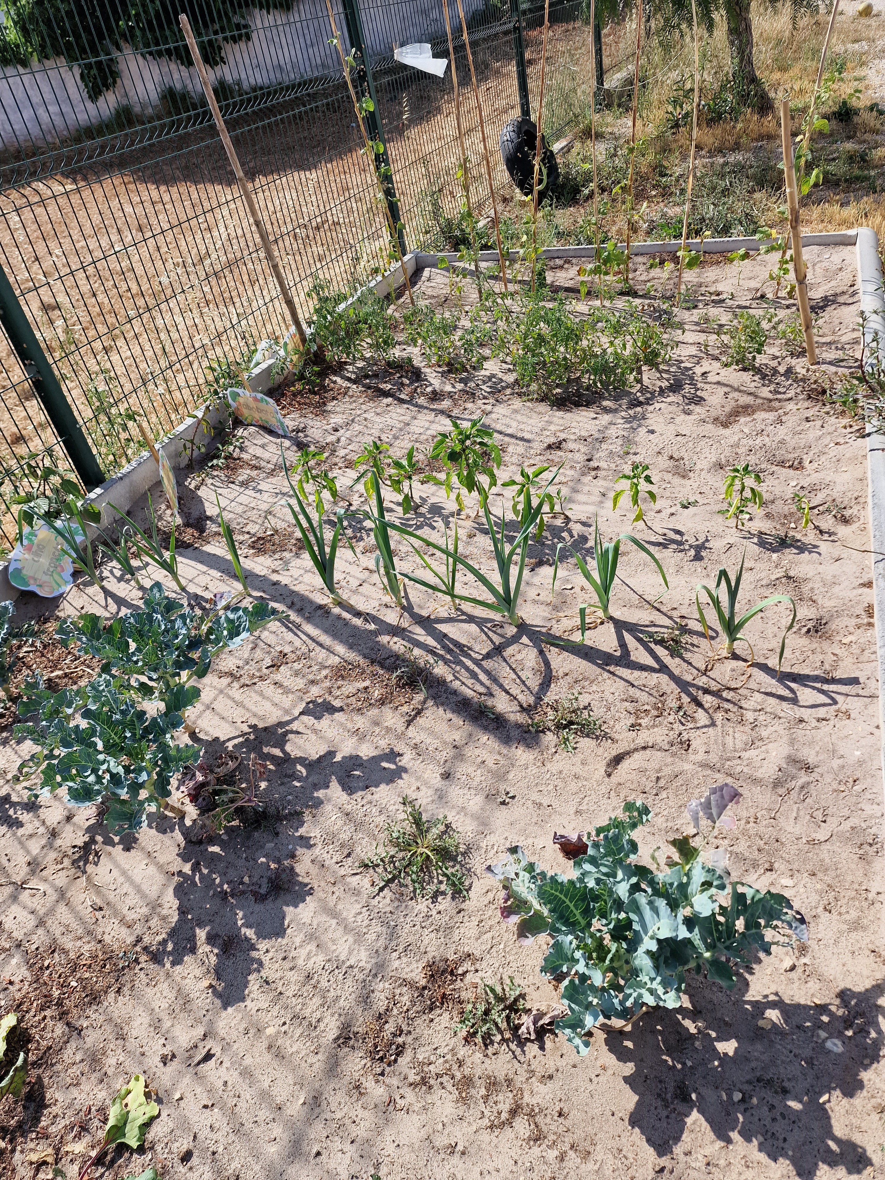 Crescimento dos legumes.