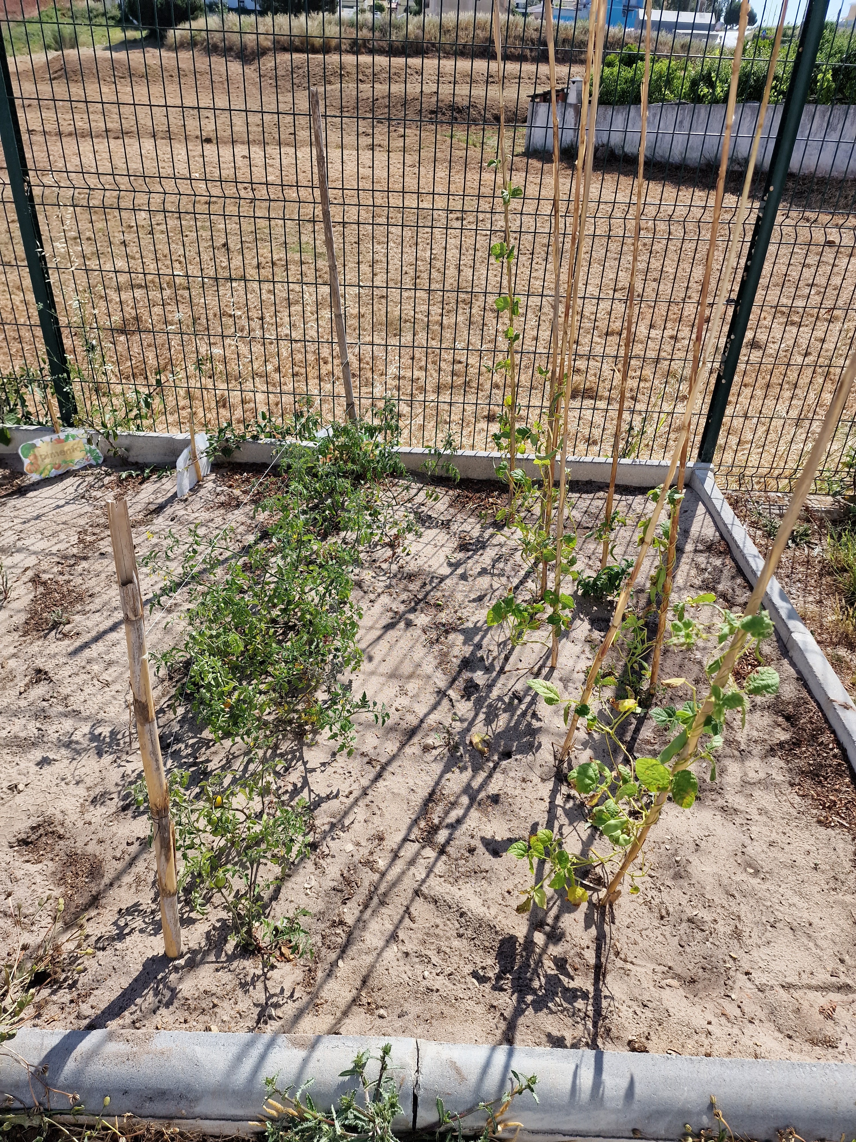 Crescimento dos legumes.