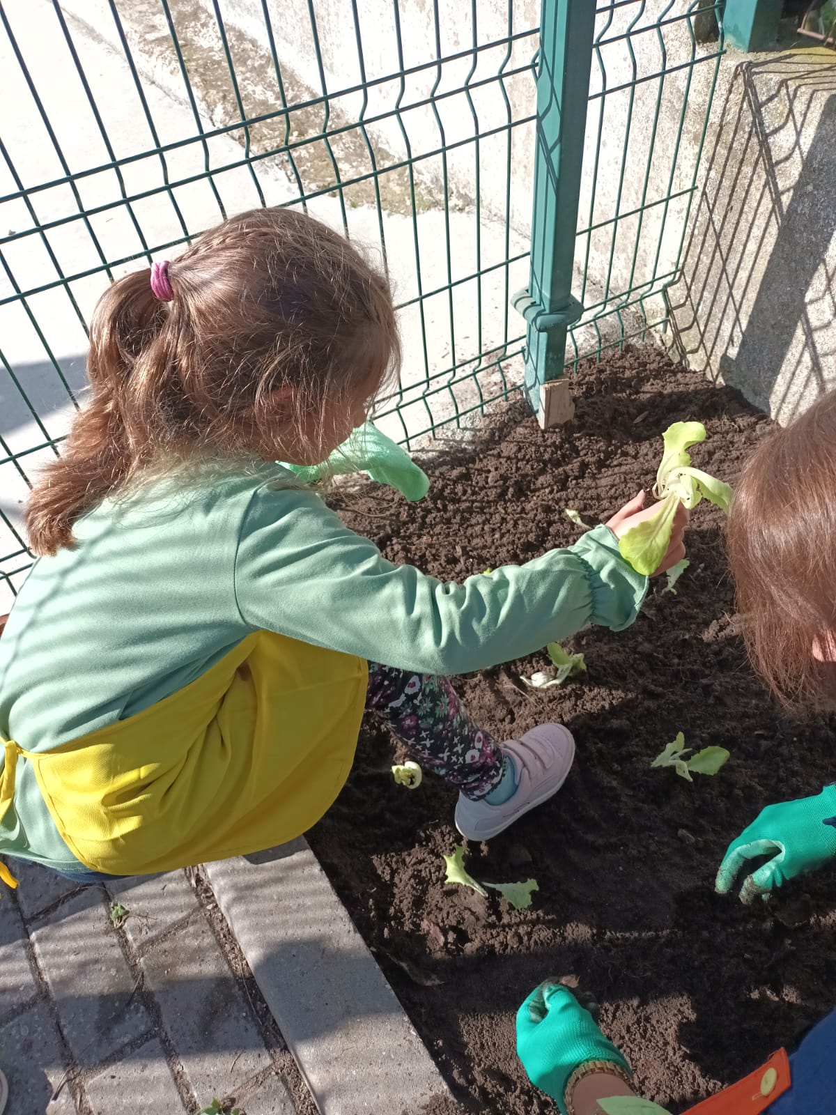 Plantação