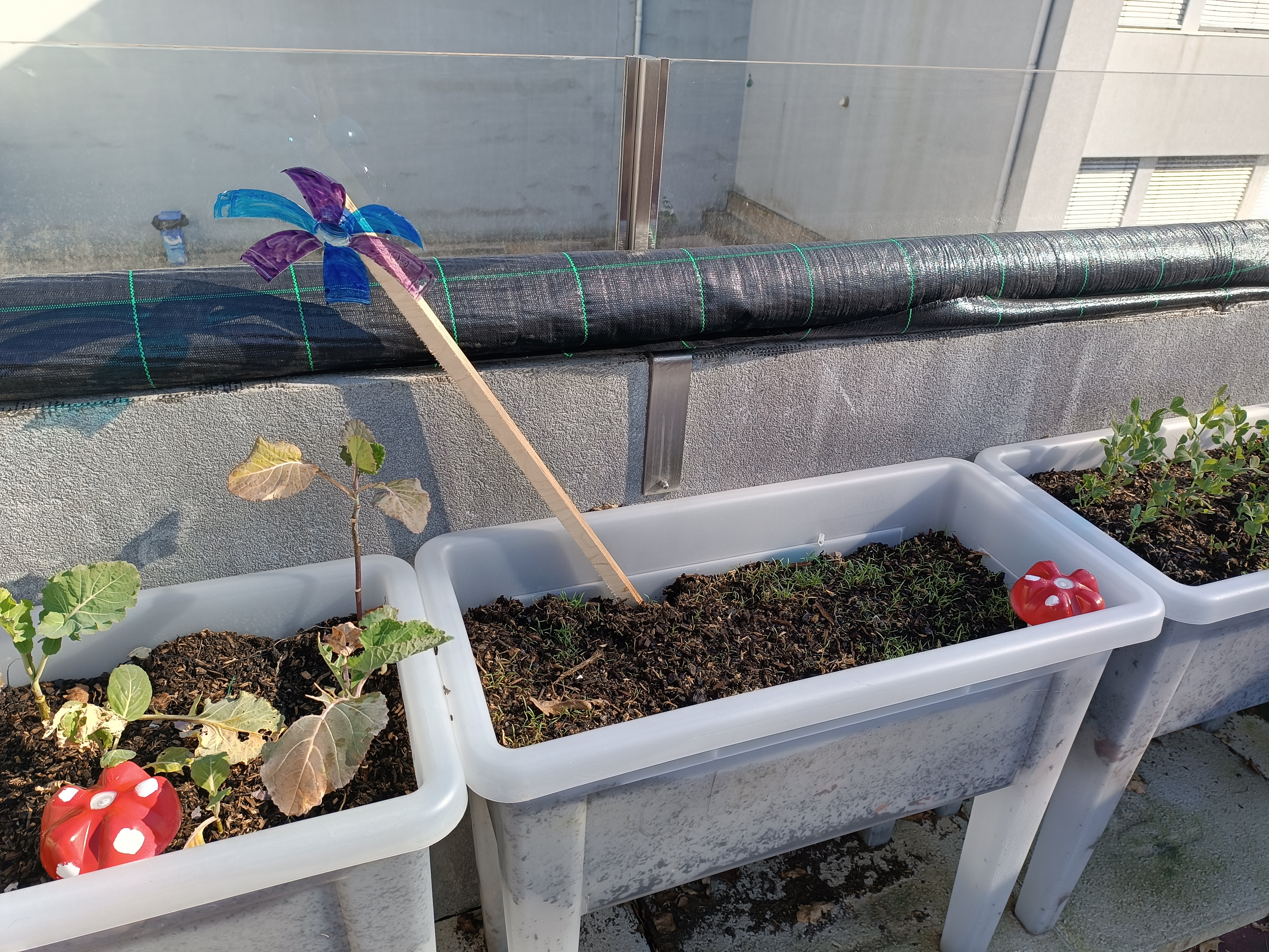 Couve, salsa e ervilha, plantados pelos alunos da unidade de multideficiência, esta horta é plantada em vasos, especificamente para alunos com limitações físicas.
