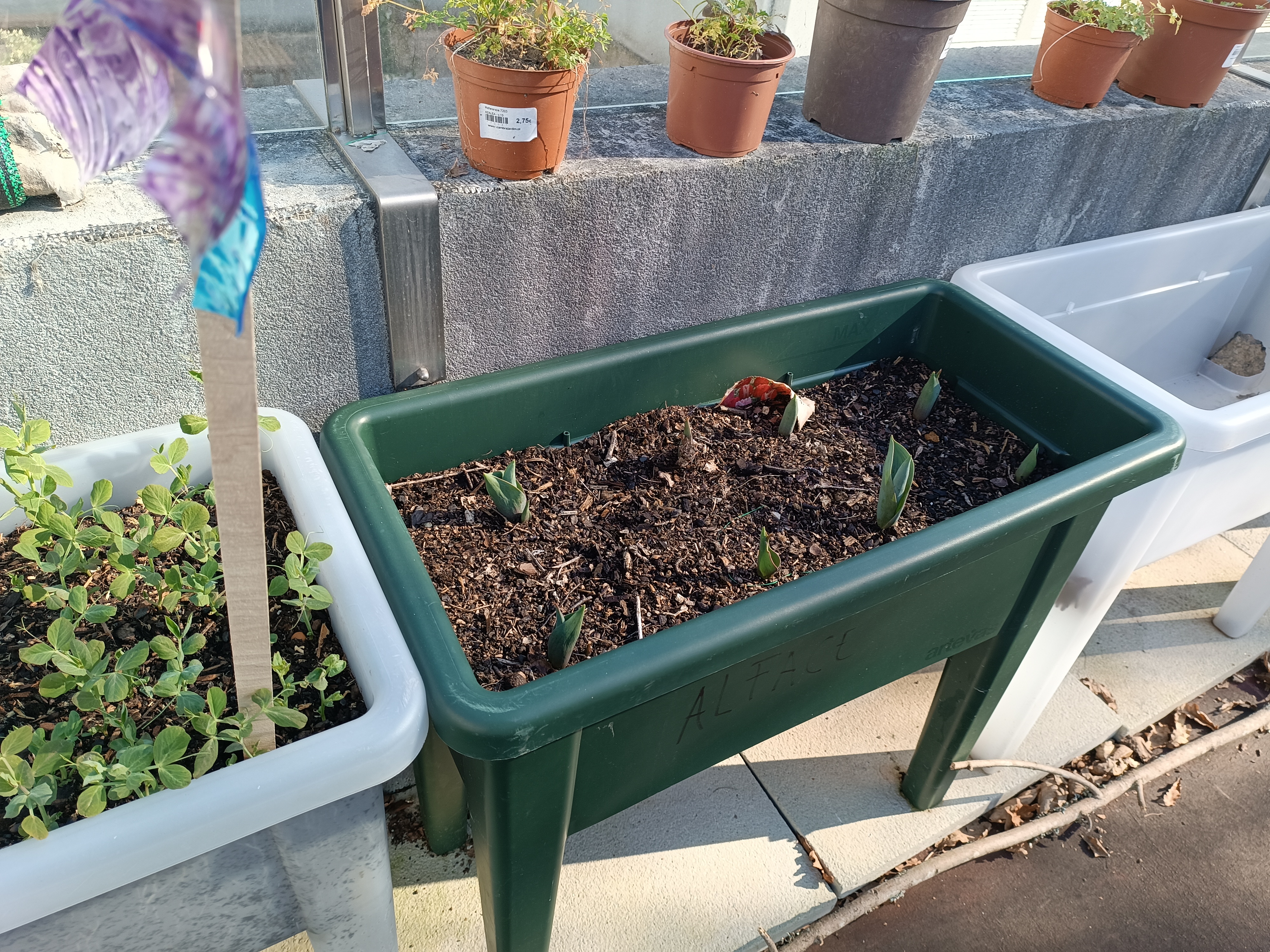 Túlipas, plantadas pelos alunos da unidade de multideficiência, esta horta é plantada em vasos, especificamente para alunos com limitações físicas.