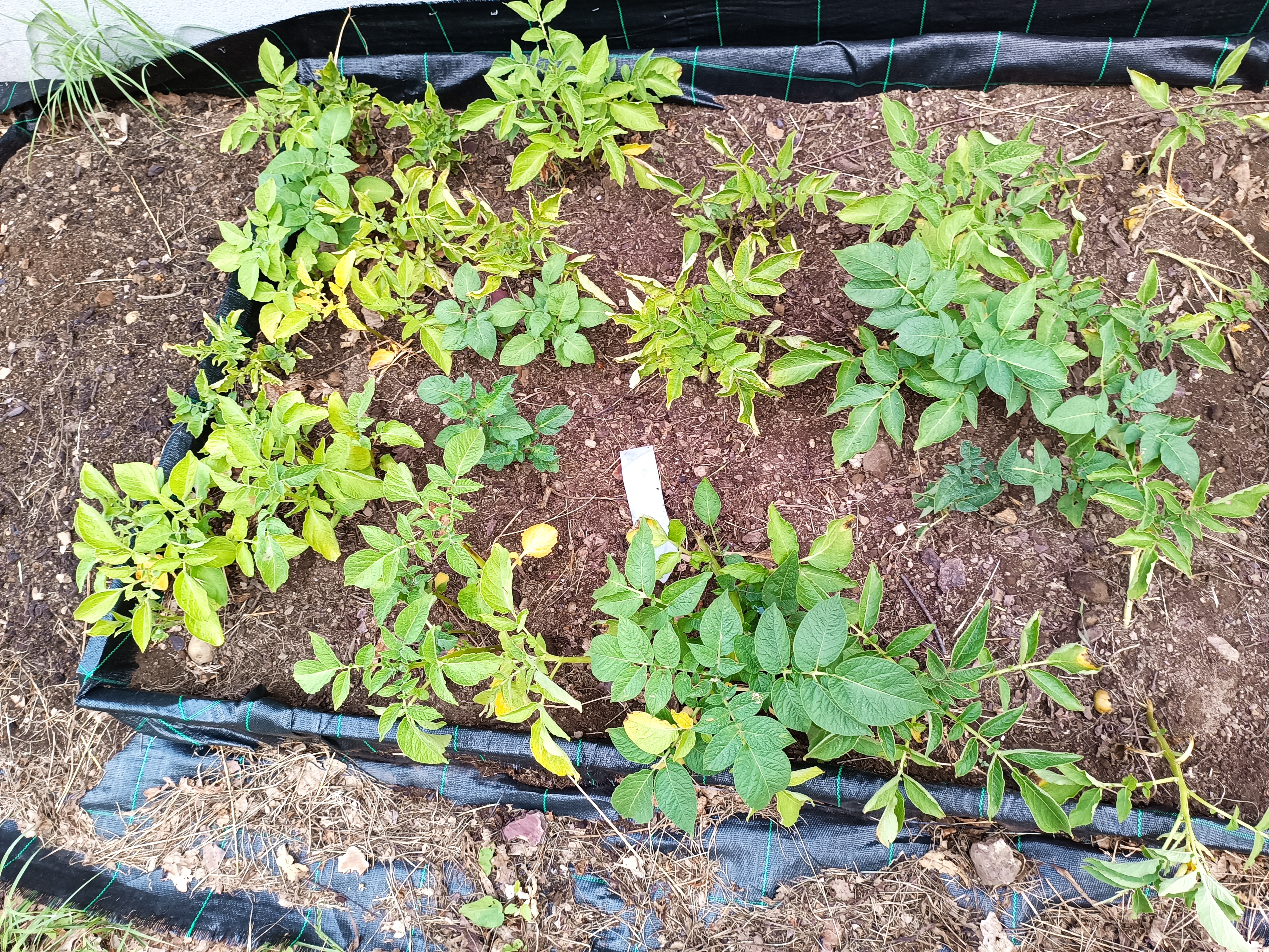 Batatas da horta no chão